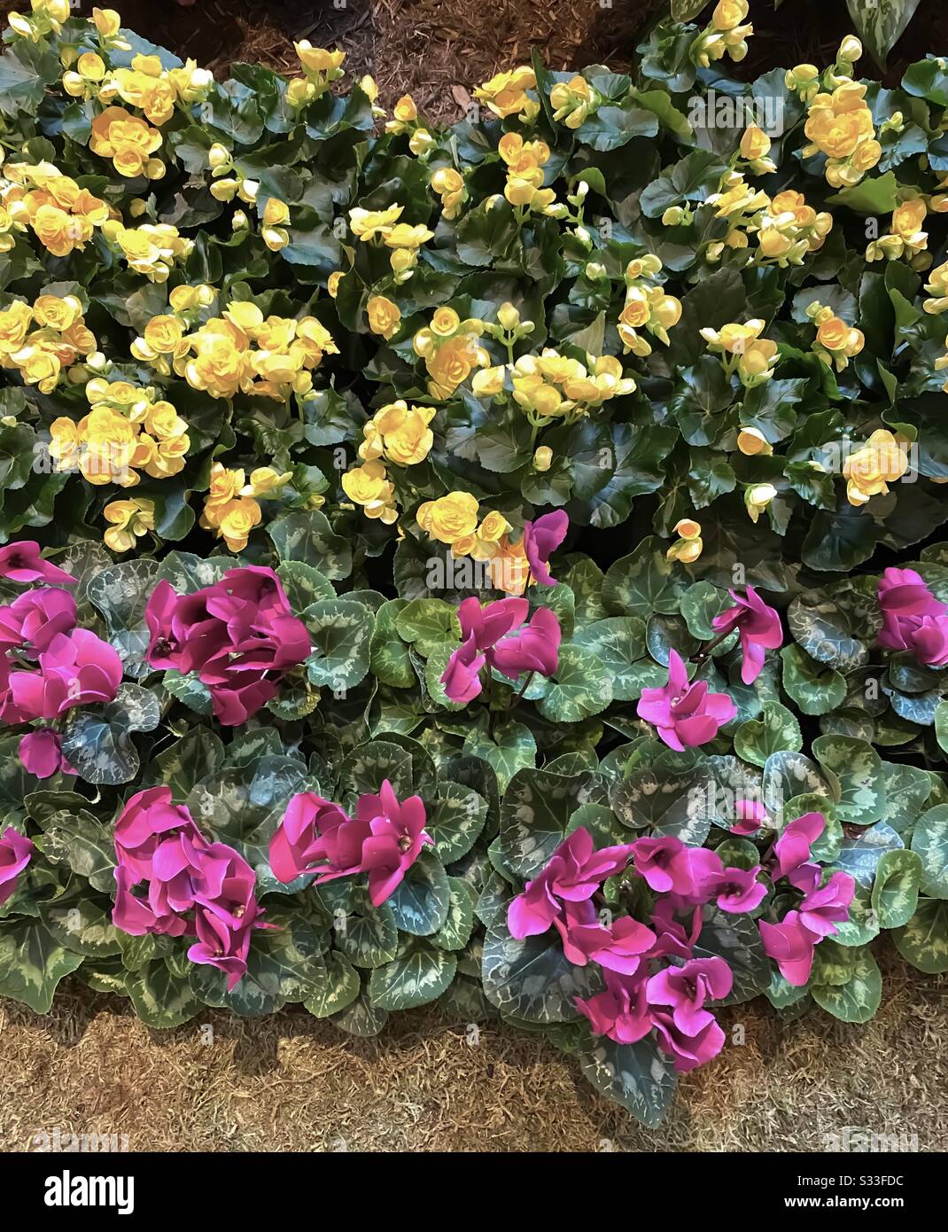 Grande area giardino di ciclamini viola brillante e piante gialle di kalanchoe in fiore Foto Stock
