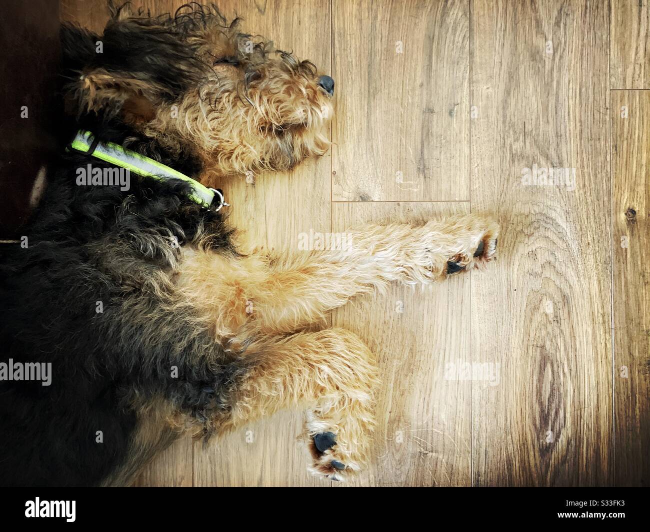 Una vista dall'alto verso il basso di un cucciolo carino. 6 mesi Airedale Terrier dormire su un pavimento di legno in casa con zampa estesa e copia spazio. PET cane addormentato - Immagine stock catturata con smartphone