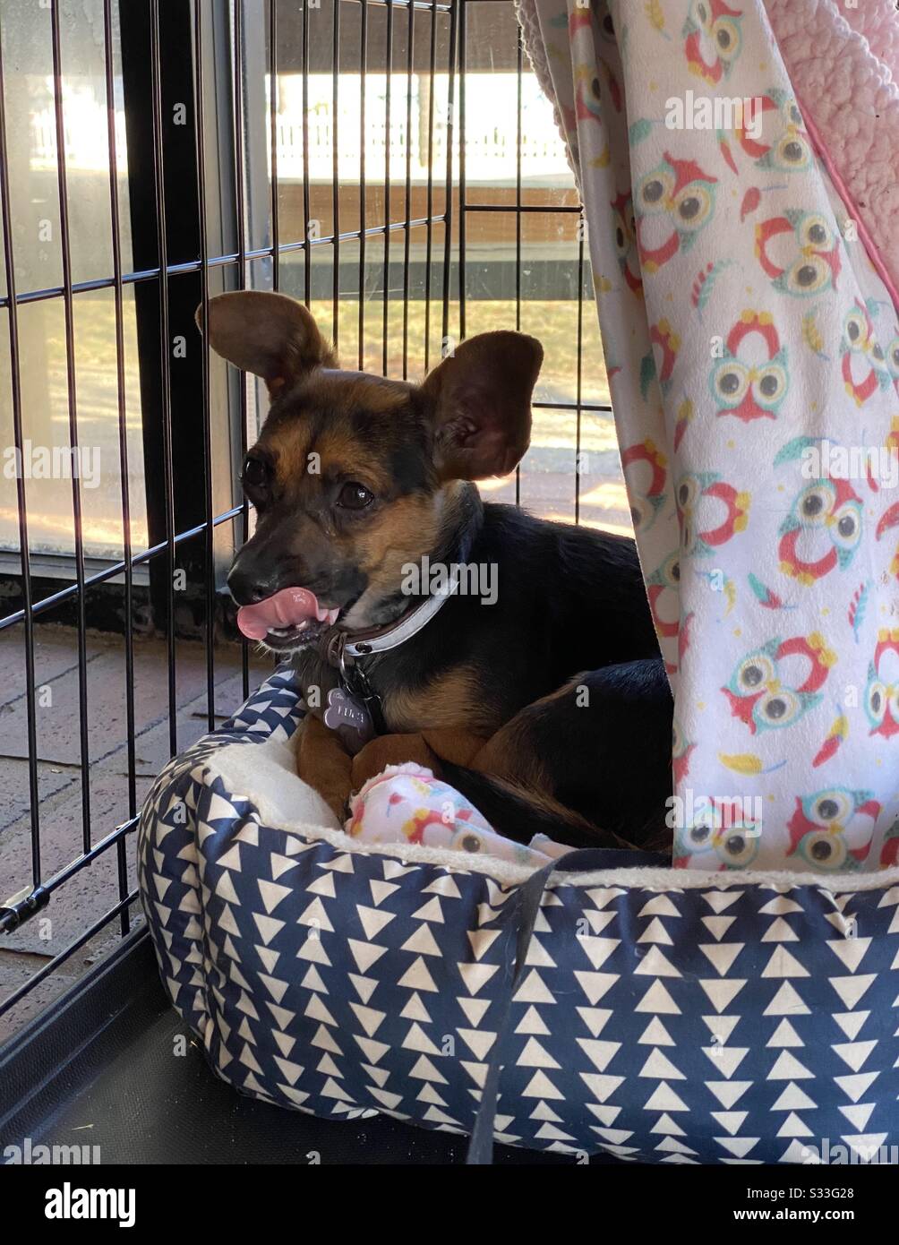 Cute cane di razza mista in un cestino con la lingua fuori - Immagine stock catturata con smartphone