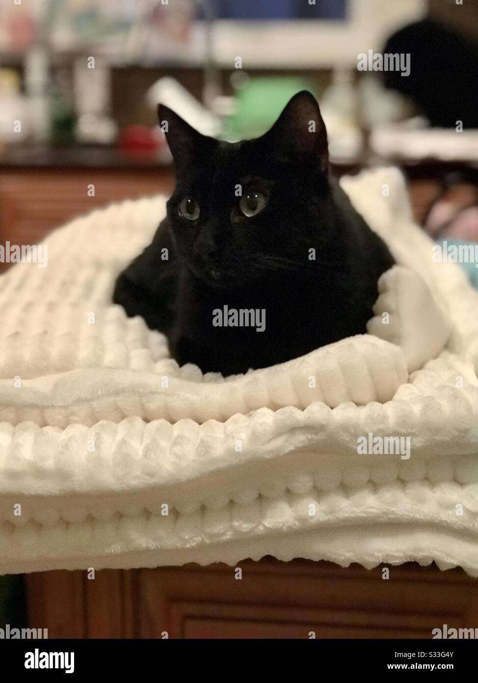 Ritratto di bello compagno interno animale domestico Bombay gatto con occhi verdi sdraiato su soffice coperta bianca gatto nero Foto Stock