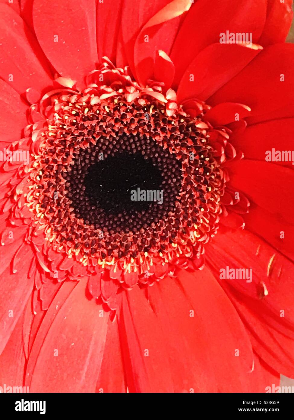 Primo piano foto di splendido fiore rosso Gerbera in modalità cambio colore, arte della natura - bel colore e petali, pistil con centro morbido, macro vista di piccoli petali stratificati in diverse dimensioni, foto ingrandita Foto Stock