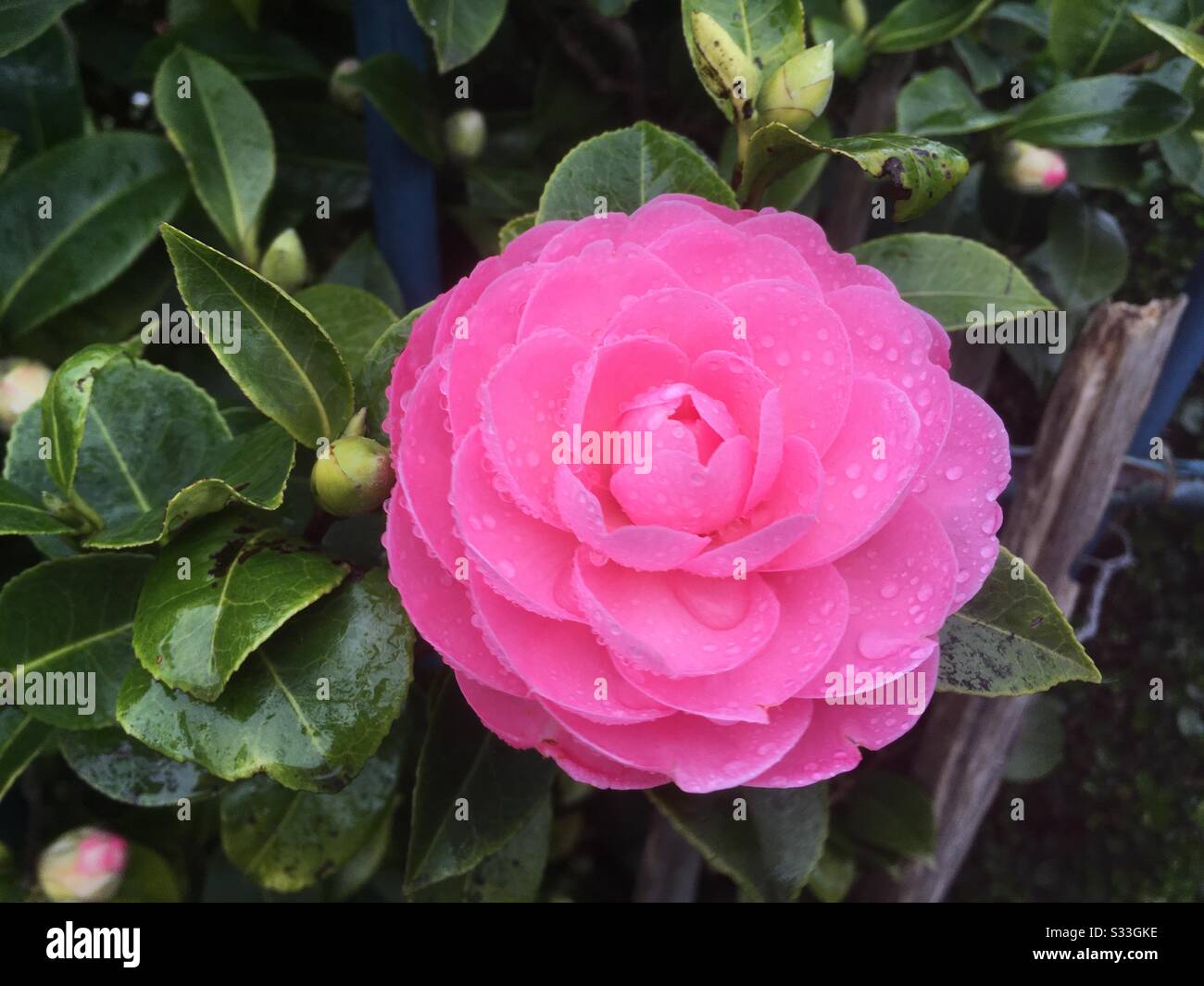Gocce di pioggia su un fiore rosa camellia in febbraio, in Inghilterra, Regno Unito Foto Stock