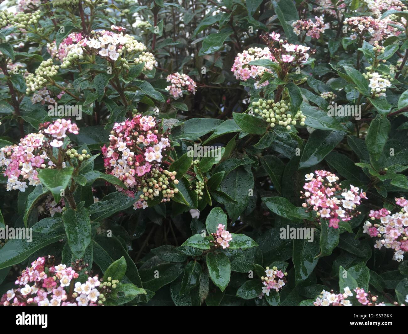 Visburnum arbusto con fiori rosa Foto Stock