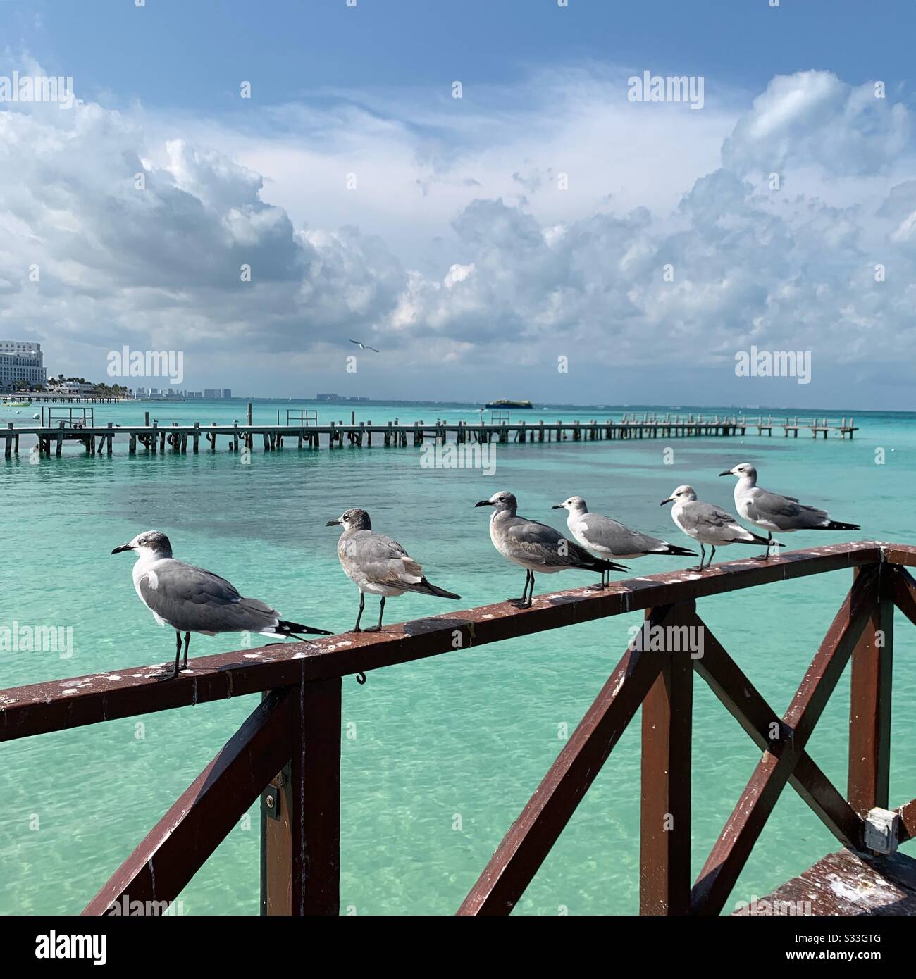 Gabbiani Vicino A Punta Cancun, Zona Hotel, Quintana Roo, Penisola Dello Yucatan, Messico - Immagine stock catturata con smartphone