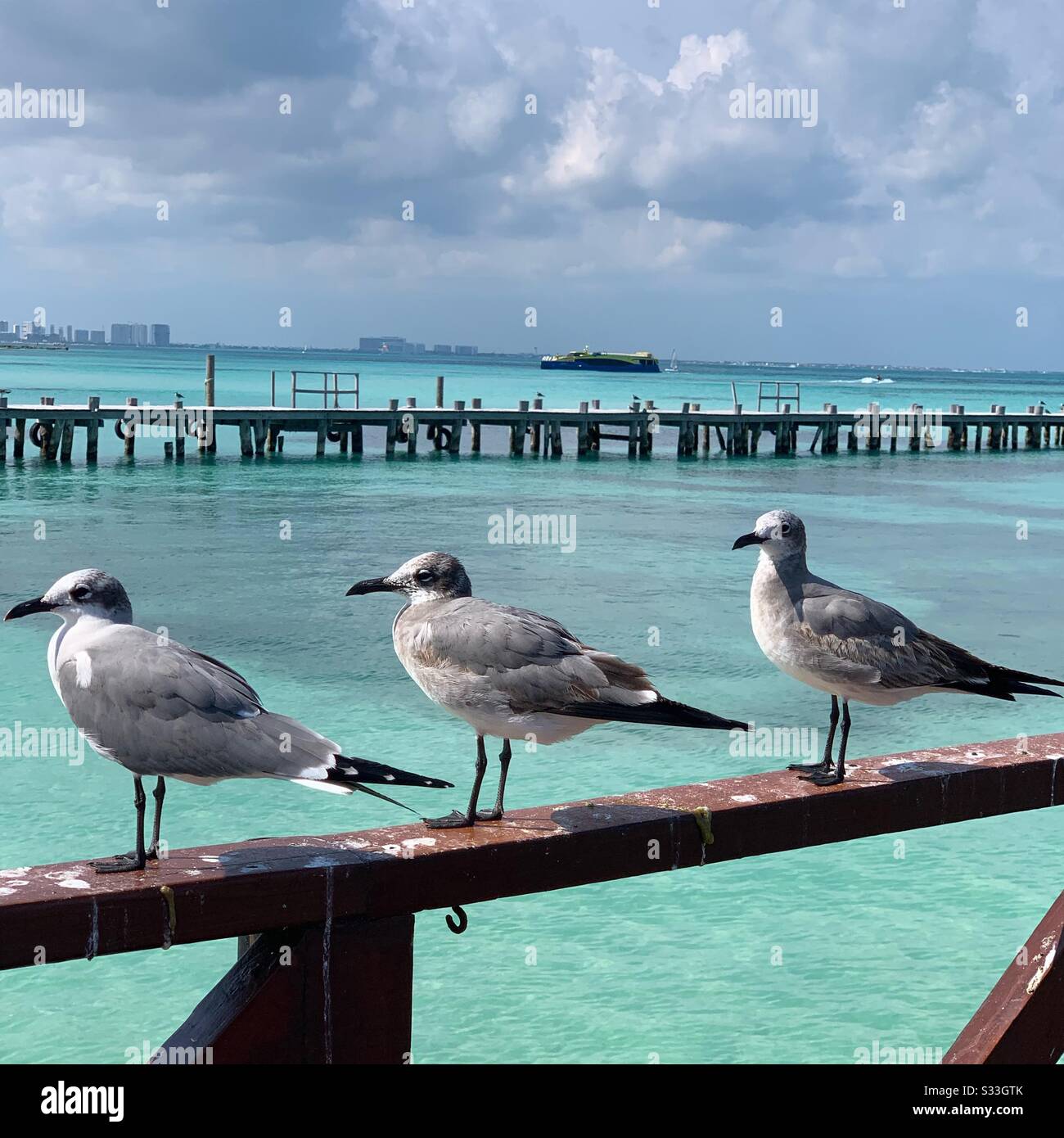 Gabbiani Vicino A Punta Cancun, Zona Hotel, Cancun, Quintana Roo, Penisola Dello Yucatan, Messico - Immagine stock catturata con smartphone