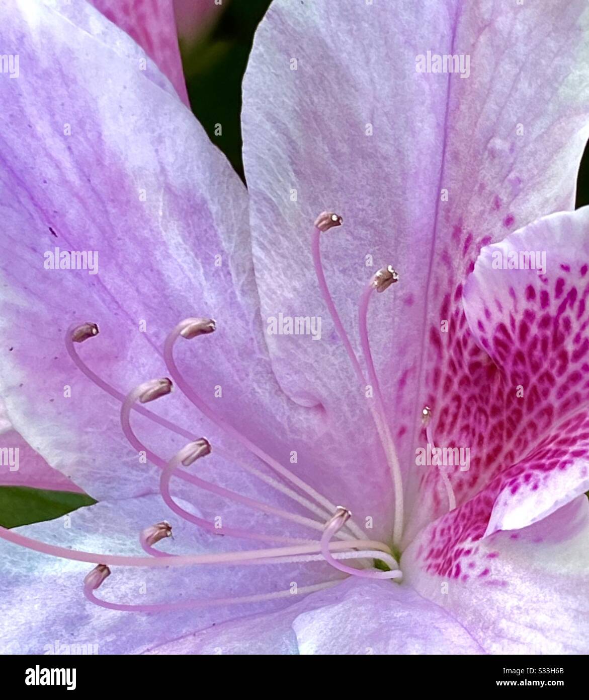 Macro del centro di una rosa azalea fiore Foto Stock