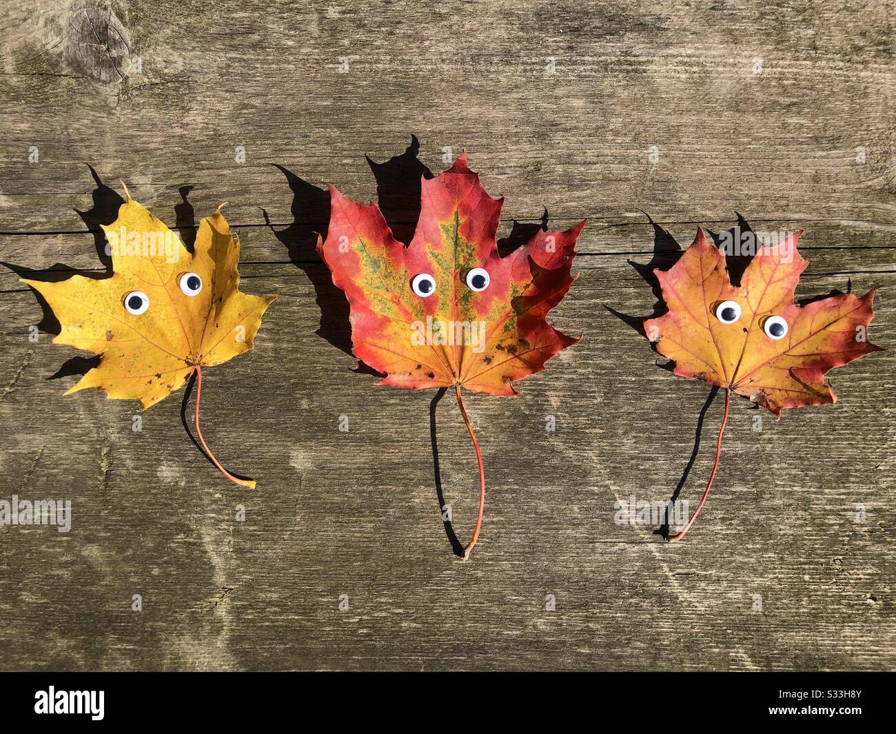 Foglie colorate d'autunno con occhi googly sul rustico tavolo in legno - Immagine stock catturata con smartphone