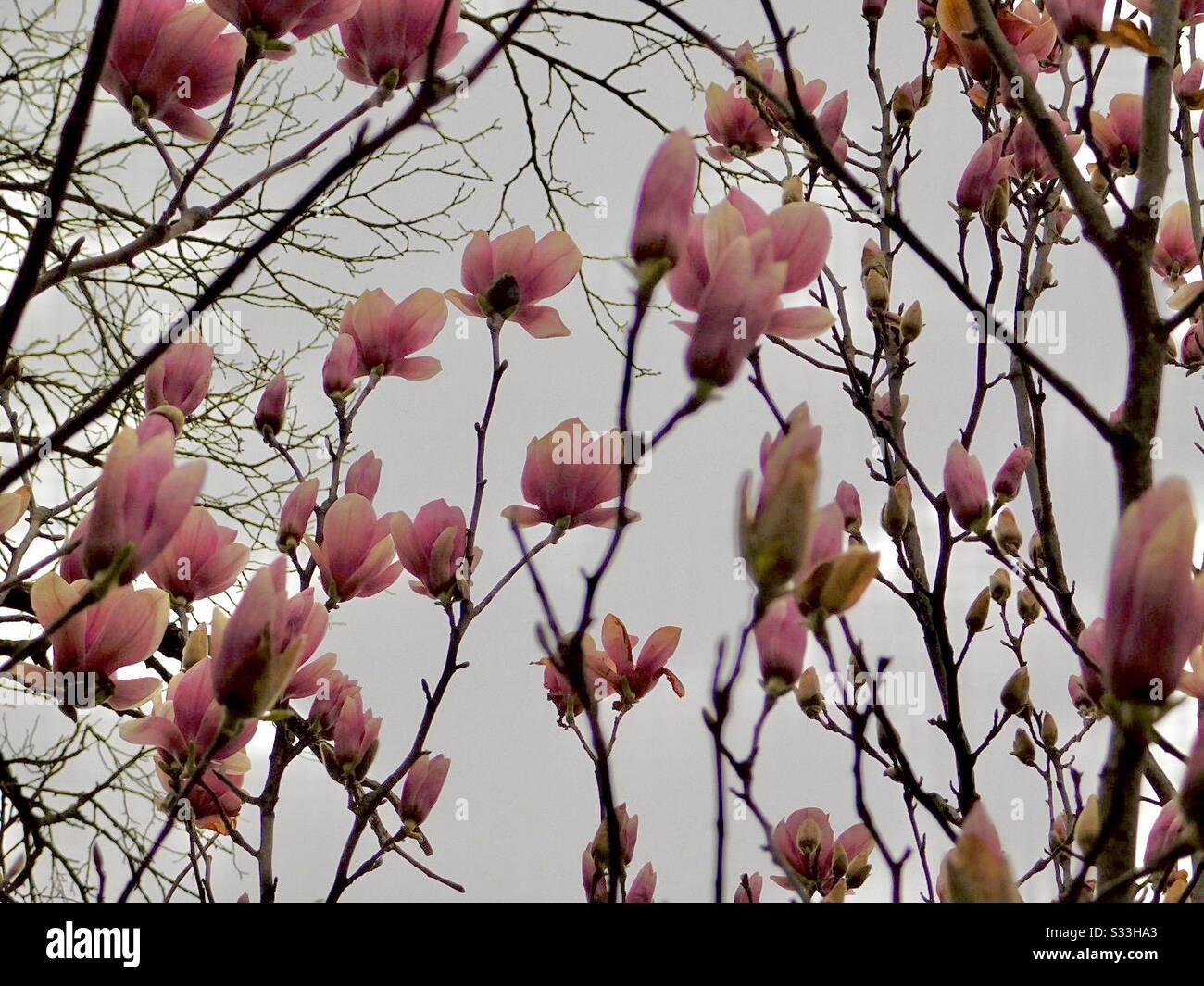 Bella rosa pastello fiori fiorisce lungo la cima di un albero dipinto di colore in un cielo nuvoloso. Foto Stock