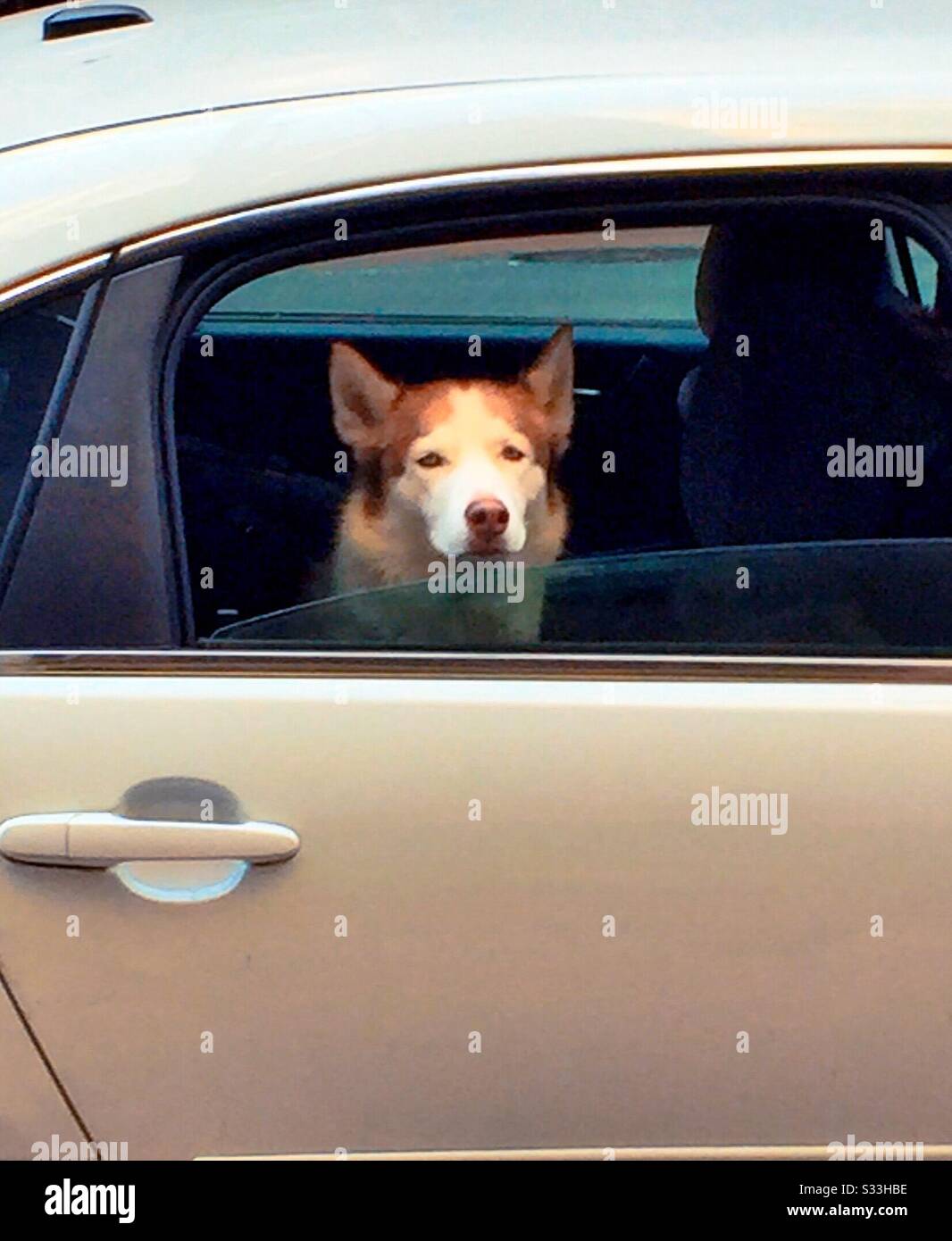 Un vecchio cane dolce che guarda fuori da una finestra di automobile, Stati Uniti - Immagine stock catturata con smartphone