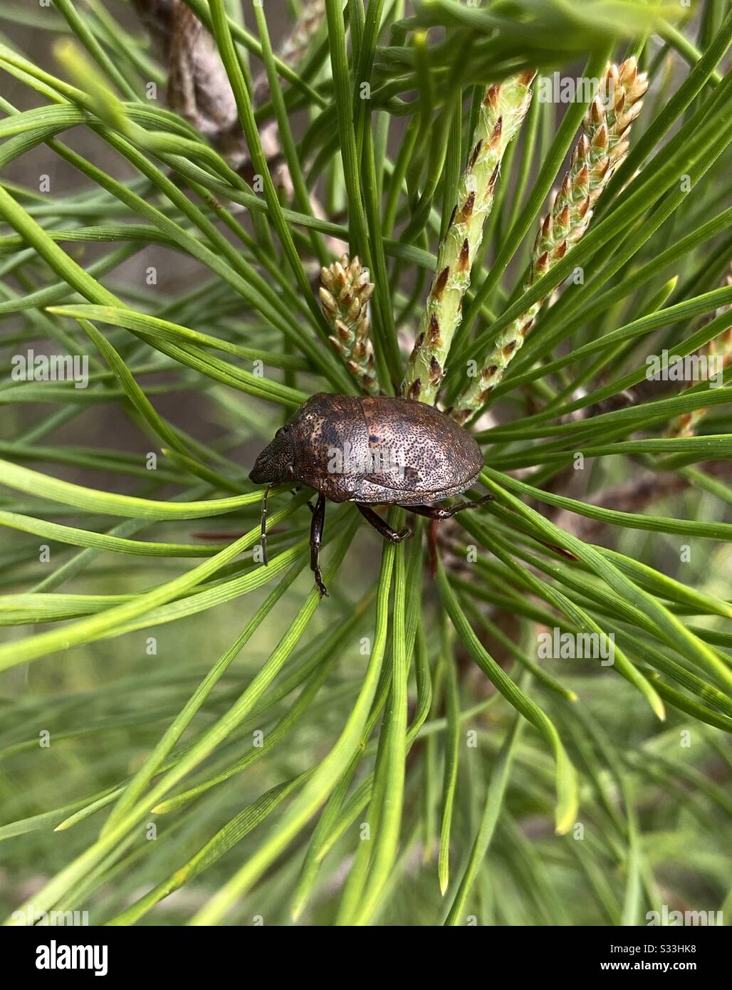 Grande eremita fiore beetle impostazione su aghi di pino - Immagine stock catturata con smartphone