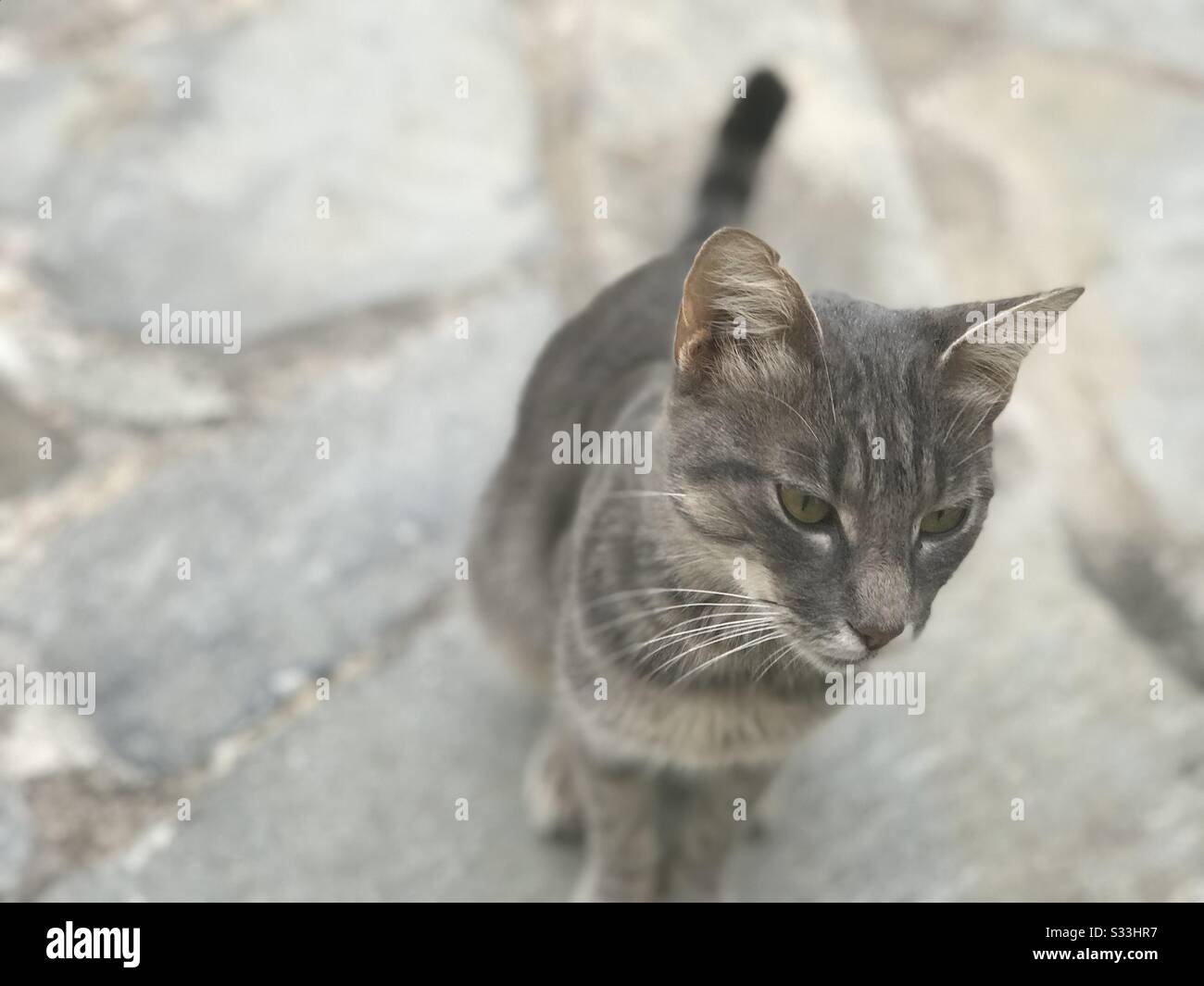 Gatto grigio vagante in Grecia visita il nostro patio di pietra Foto Stock