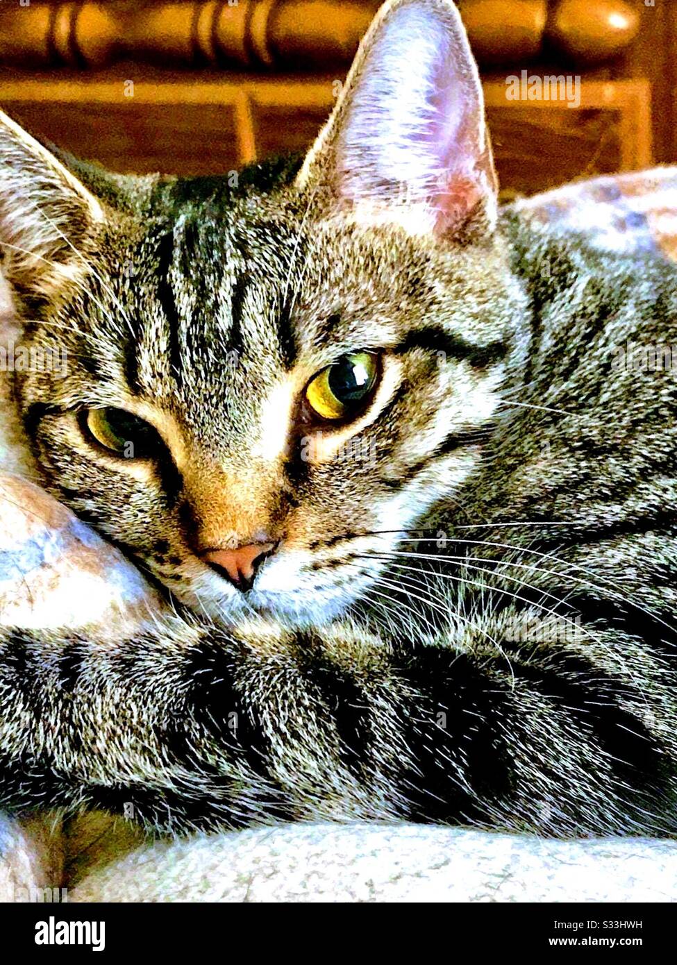 Ritratto di bello compagno interno animale domestico marrone-nero femmina tabby gatto con gli occhi gorgeous dell'oro e le strisce prominenti che giacciono sul cuscino e che guardano la macchina fotografica Foto Stock