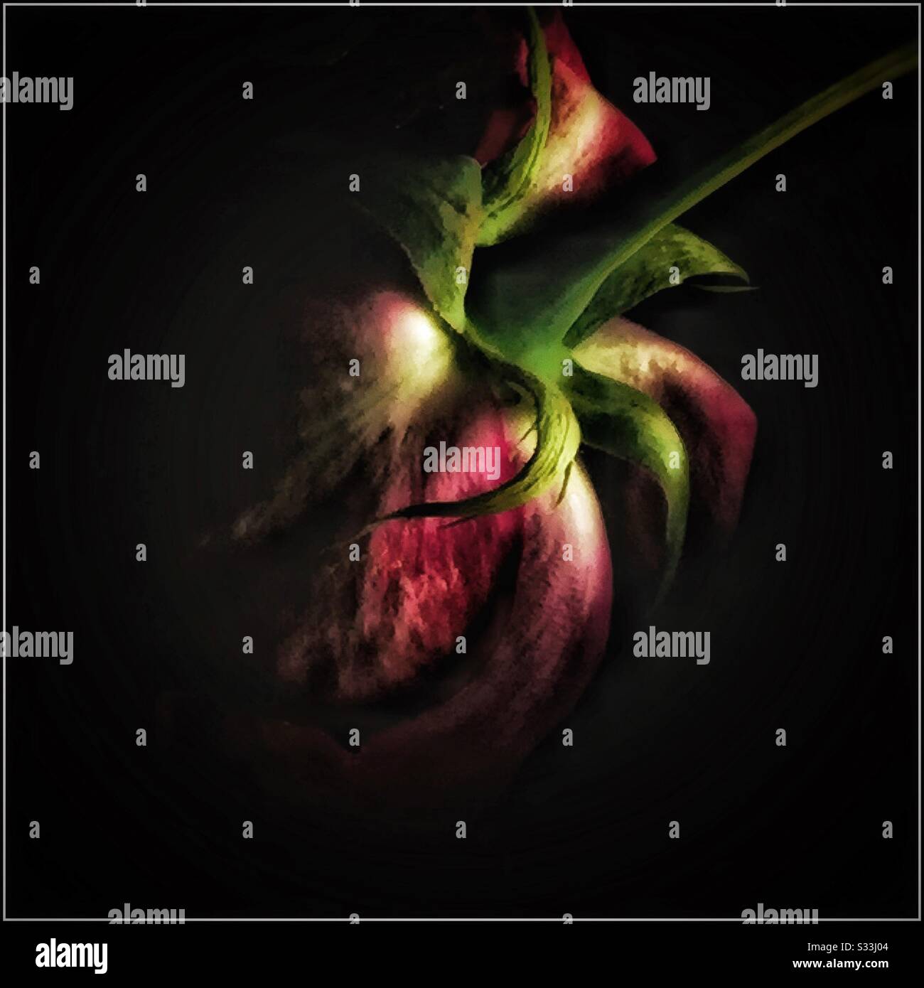 Rosa sbiadita. - Immagine stock catturata con smartphone