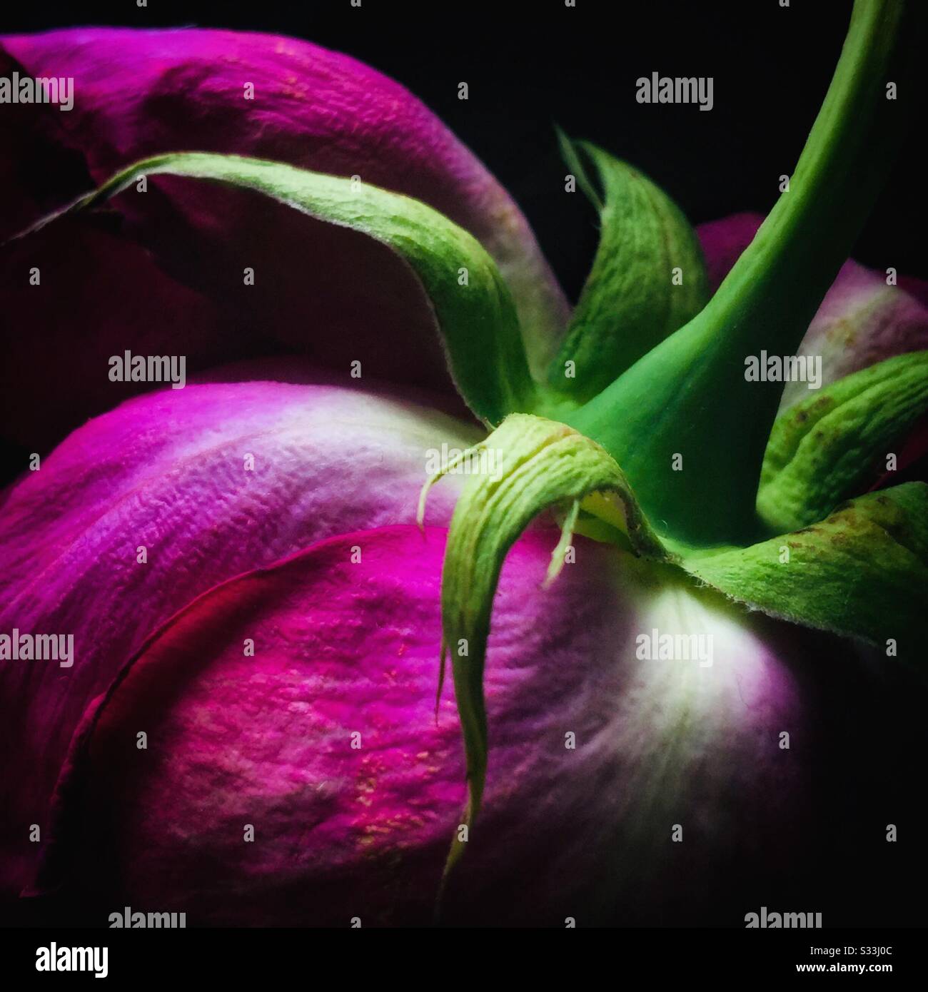 Colore rosa è aumentato - Immagine stock catturata con smartphone