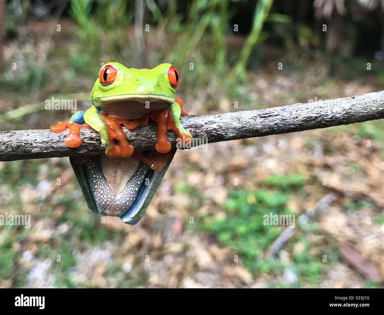 Rana ad albero con occhi rossi (morfo blu) appesa a un ramo di alberi nella foresta pluviale in Costa Rica Foto Stock