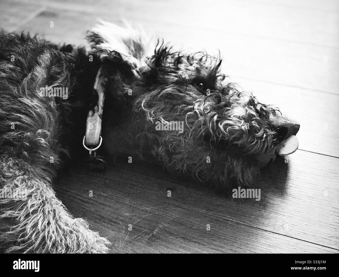 Una vista in bianco e nero closeup sulla testa di un cucciolo Airedale Terrier. cane da 6 mesi a riposo su un pavimento in legno. Cane soffice con cane cagliato corto Foto Stock