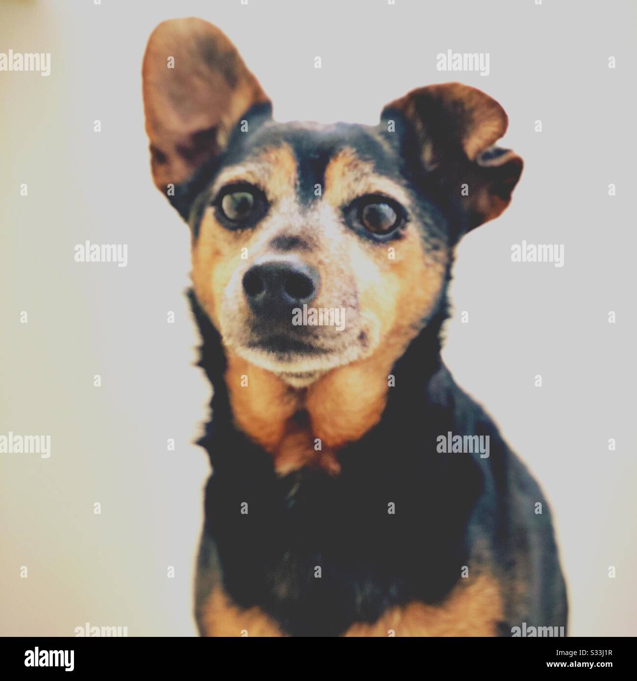 Un ritratto stilizzato vintage soft focus di un cane da compagnia di razza piccola Jack Russell Terrier con un orecchio in su. Anziani con rivestimento grigio nero e marrone chiaro - Immagine stock catturata con smartphone
