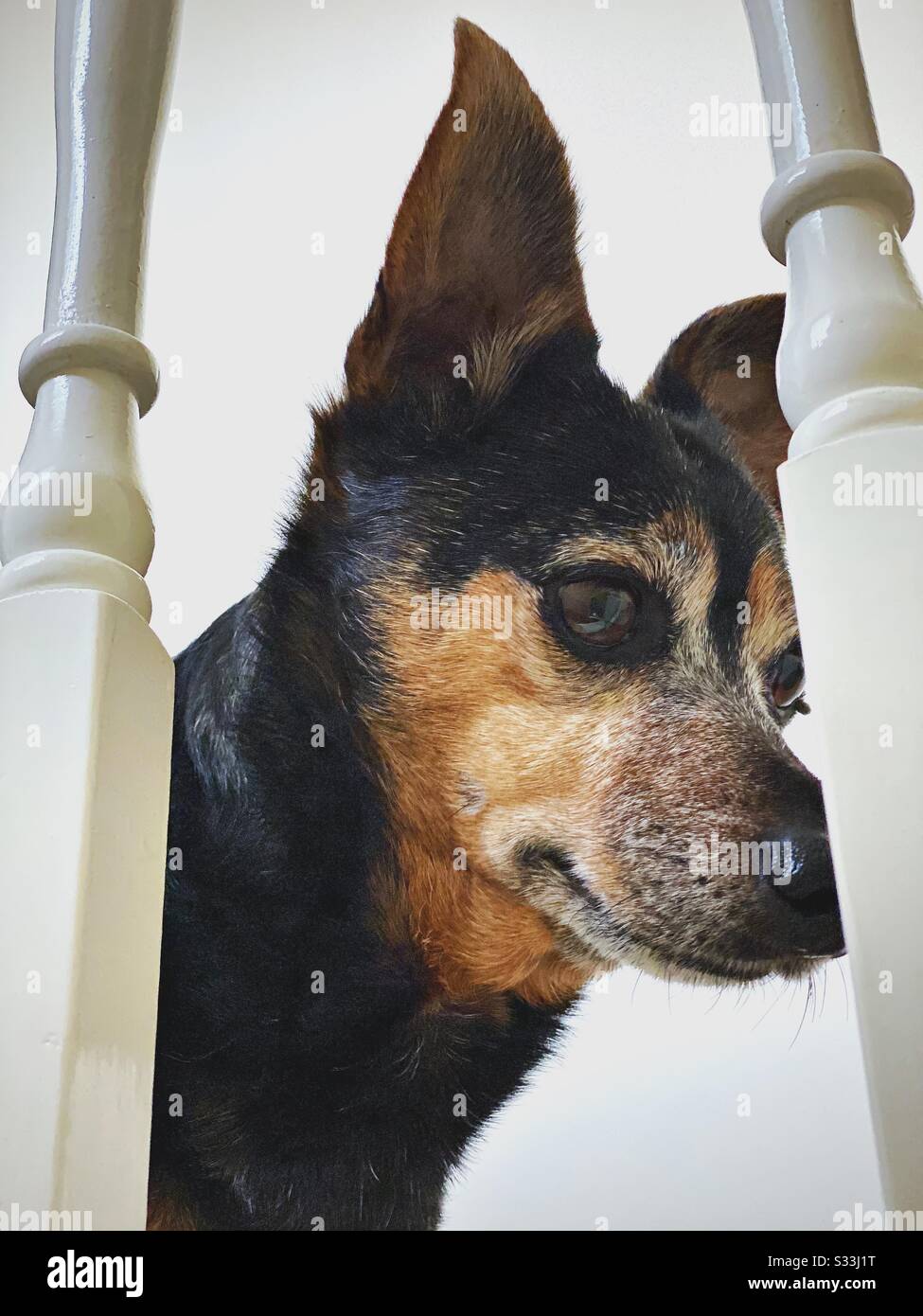 Vista ravvicinata del profilo laterale di un vecchio cane da compagnia Jack Russel invecchiato con peli grigi e whiskers intorno al muso, in piedi tra i fuselli bianchi del ringhiera delle scale a casa - Immagine stock catturata con smartphone