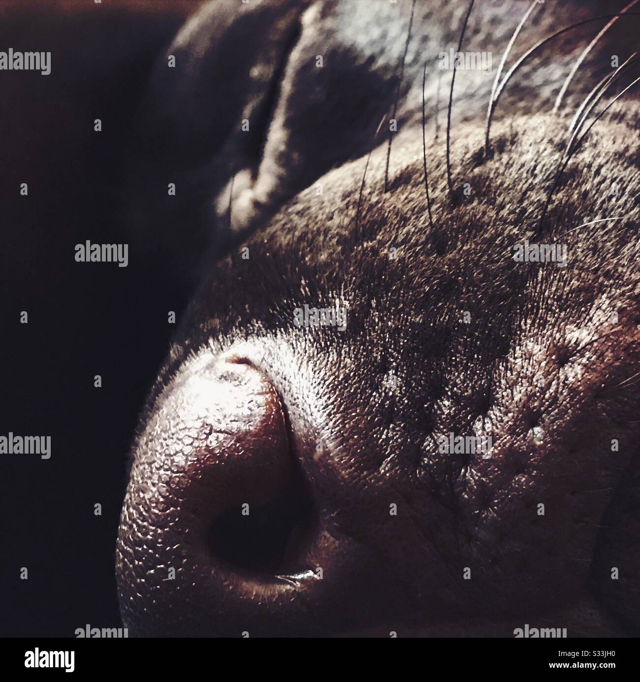Una vista ravvicinata sullo snout e sui whiskers di un cane da compagnia Labrador cioccolato dormiente. Dettagli della narice e della museruola - Immagine stock catturata con smartphone