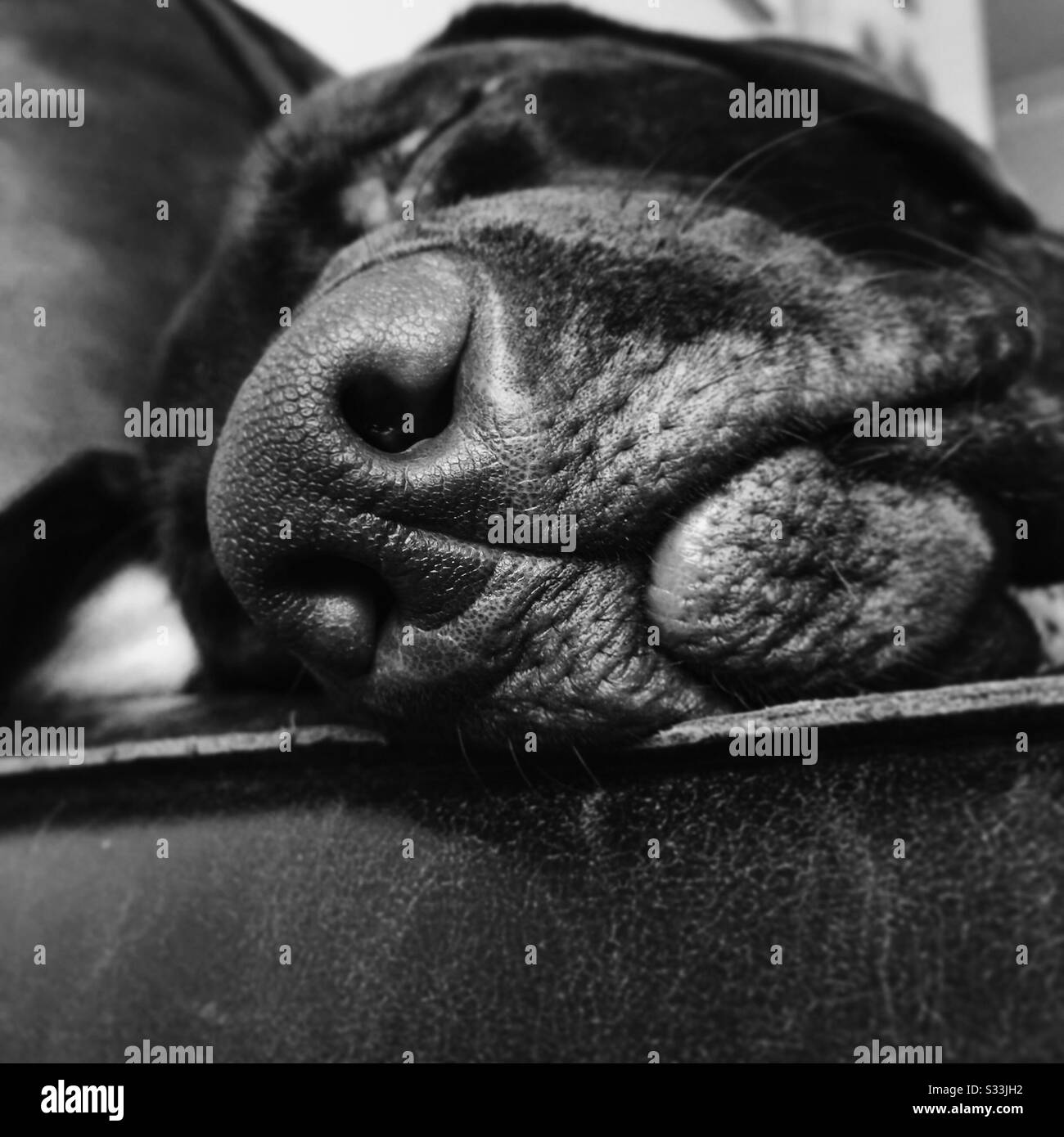 Una vista monocromatica closeup di un Labrador dormire su un divano in pelle in casa, testa appoggiata sul braccio di sedia, dettagli di snout e whiskers Foto Stock
