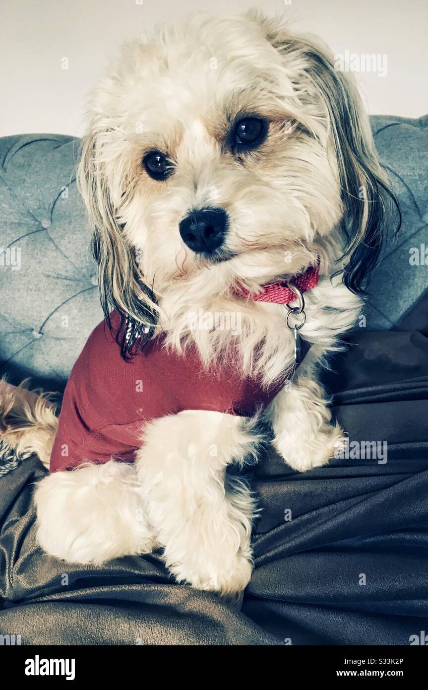 Giovane cane Havanese, con maglietta rossa, seduto su coperte Foto Stock