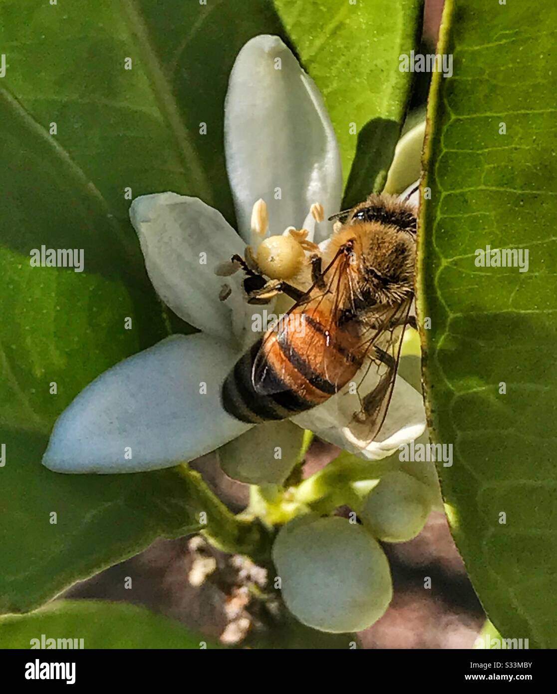 Ape del miele che raccoglie il polline da un fiore d'arancio - Immagine stock catturata con smartphone