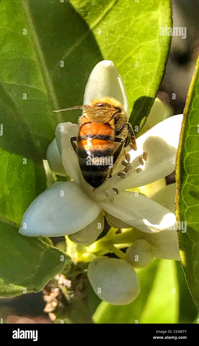 Ape del miele che raccoglie il polline da un fiore d'arancio Foto Stock