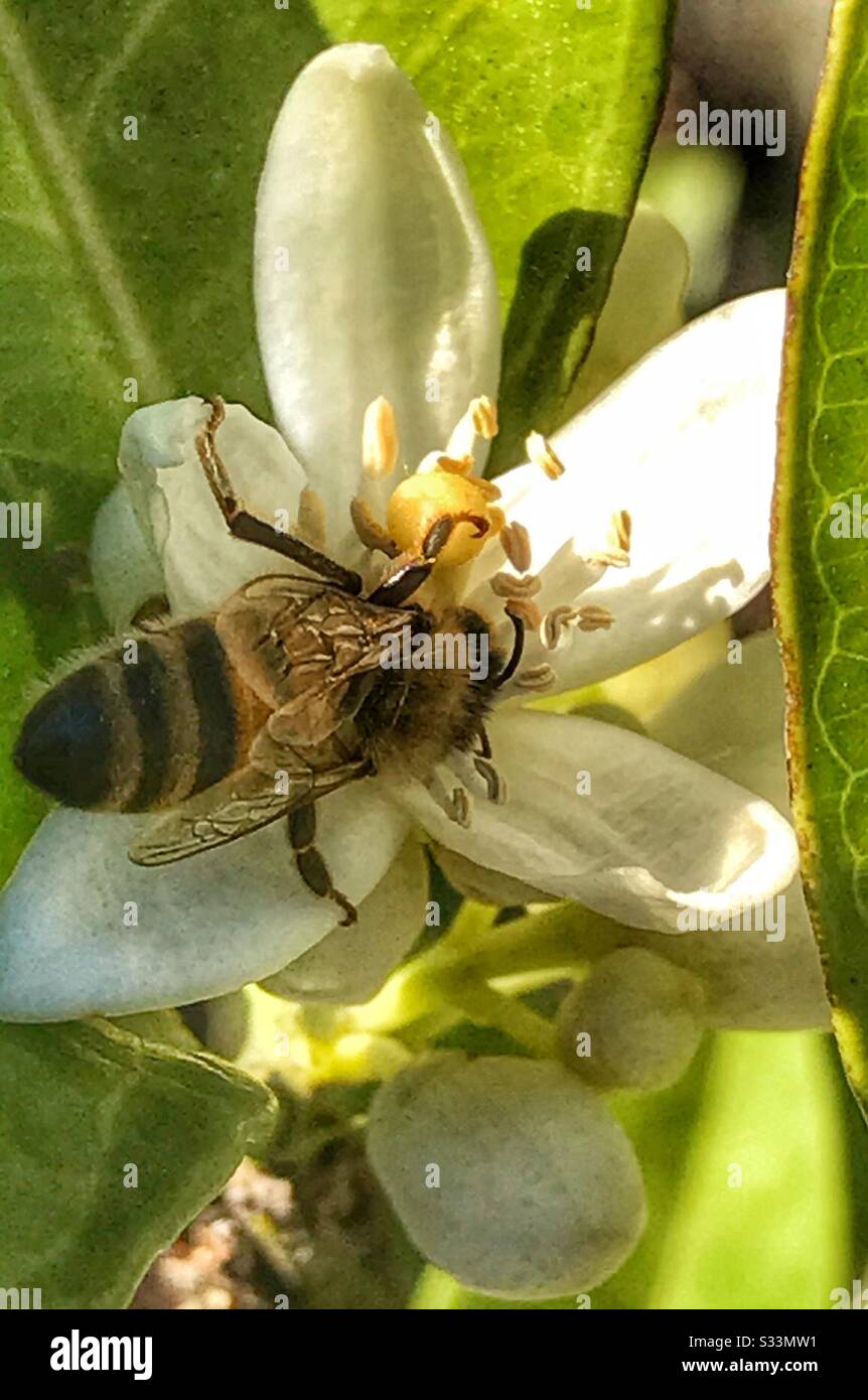 Ape del miele che raccoglie il polline da un fiore di fiori d'arancio - Immagine stock catturata con smartphone