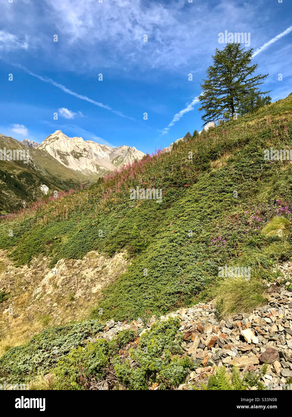 Lussureggiante lato verde di montagna con fiori viola e un singolo pino siedono sul crinale. Cielo blu con alcune nuvole. Montagna rocciosa sullo sfondo. - Immagine stock catturata con smartphone