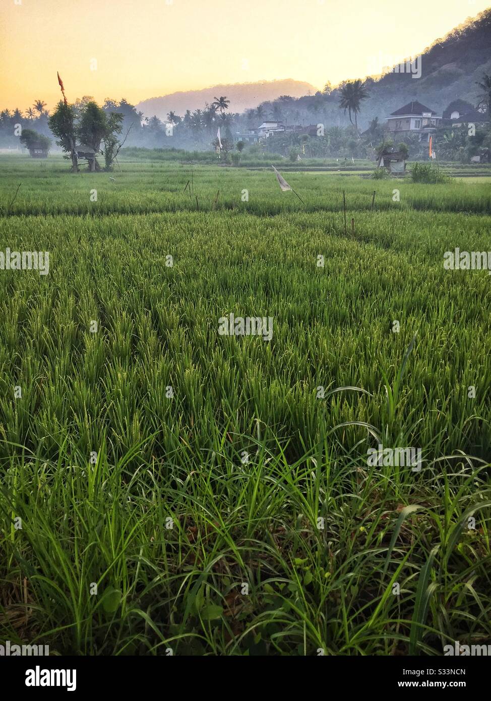 Risaie, Candidasa, Bali, Indonesia - Immagine stock catturata con smartphone