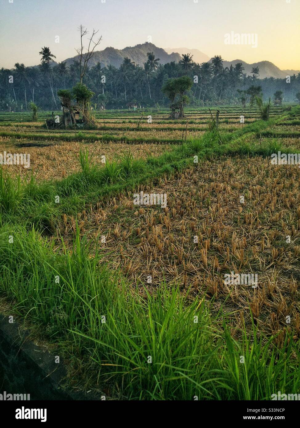 Risaie, Candidasa, Bali, Indonesia - Immagine stock catturata con smartphone