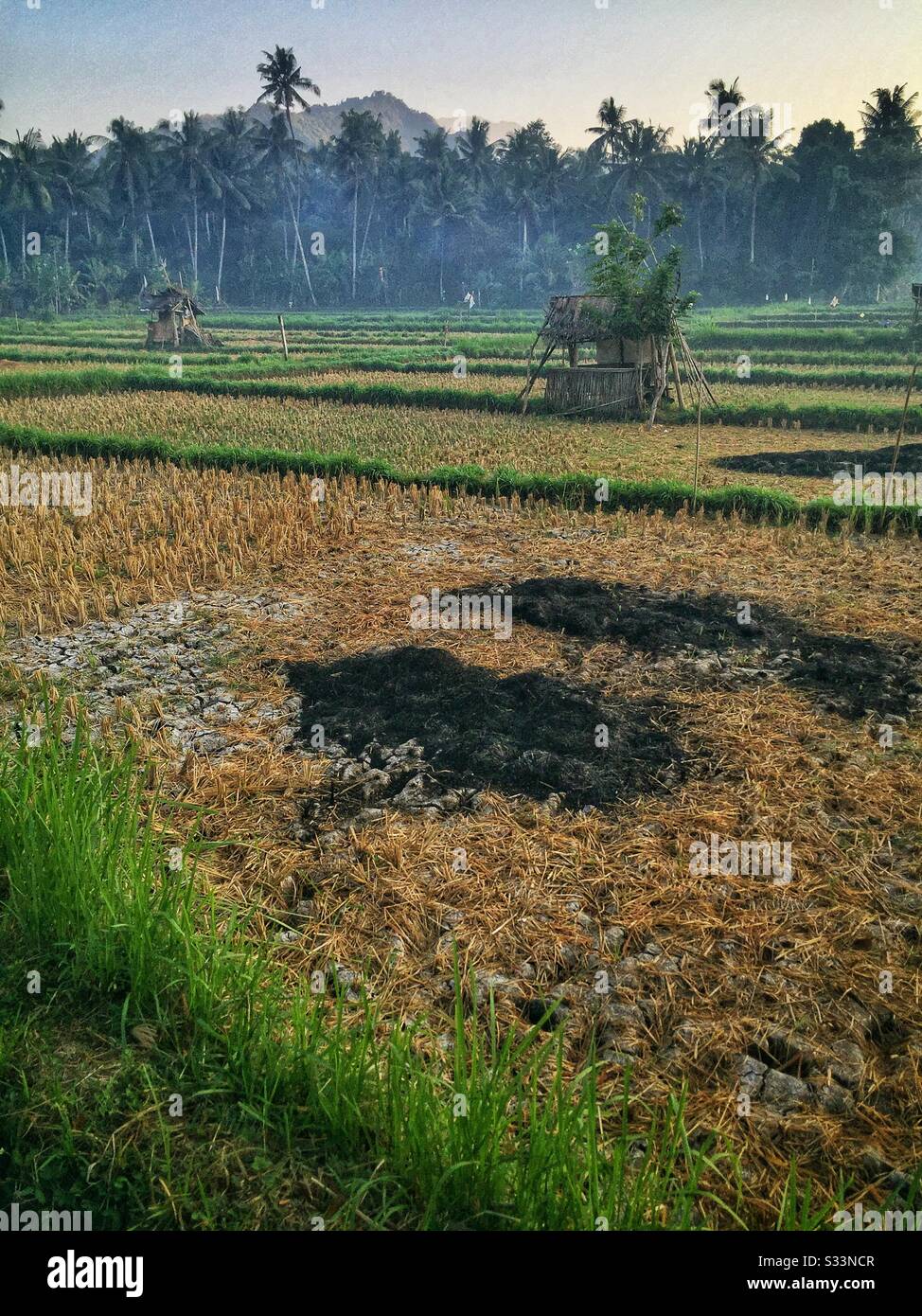 Risaie, Candidasa, Bali, Indonesia - Immagine stock catturata con smartphone
