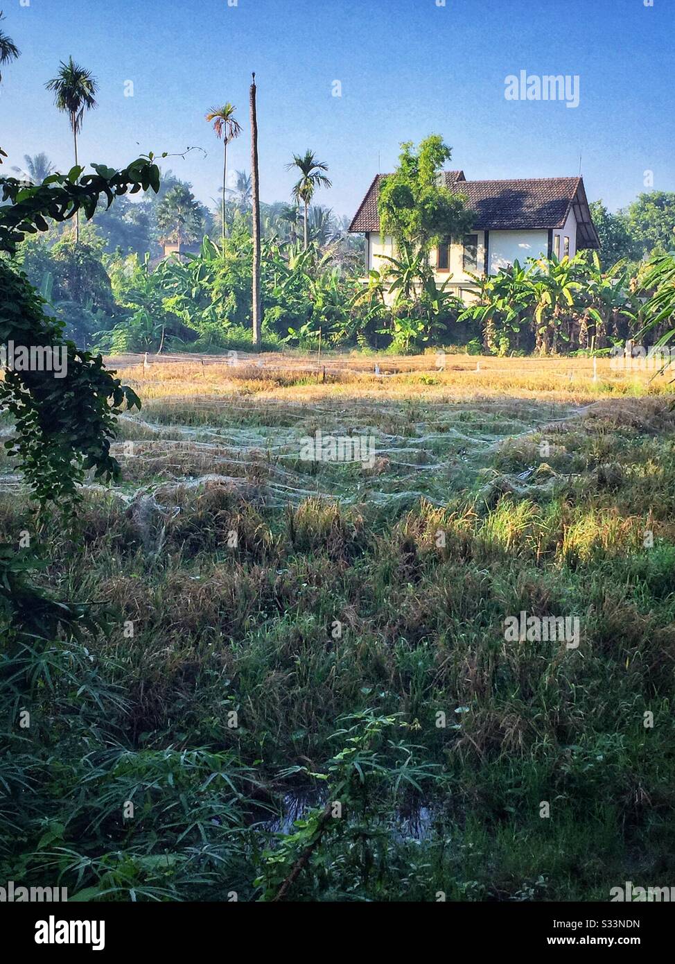 Risone rete, Sengkidu, Candidasa, Bali, Indonesia Foto Stock