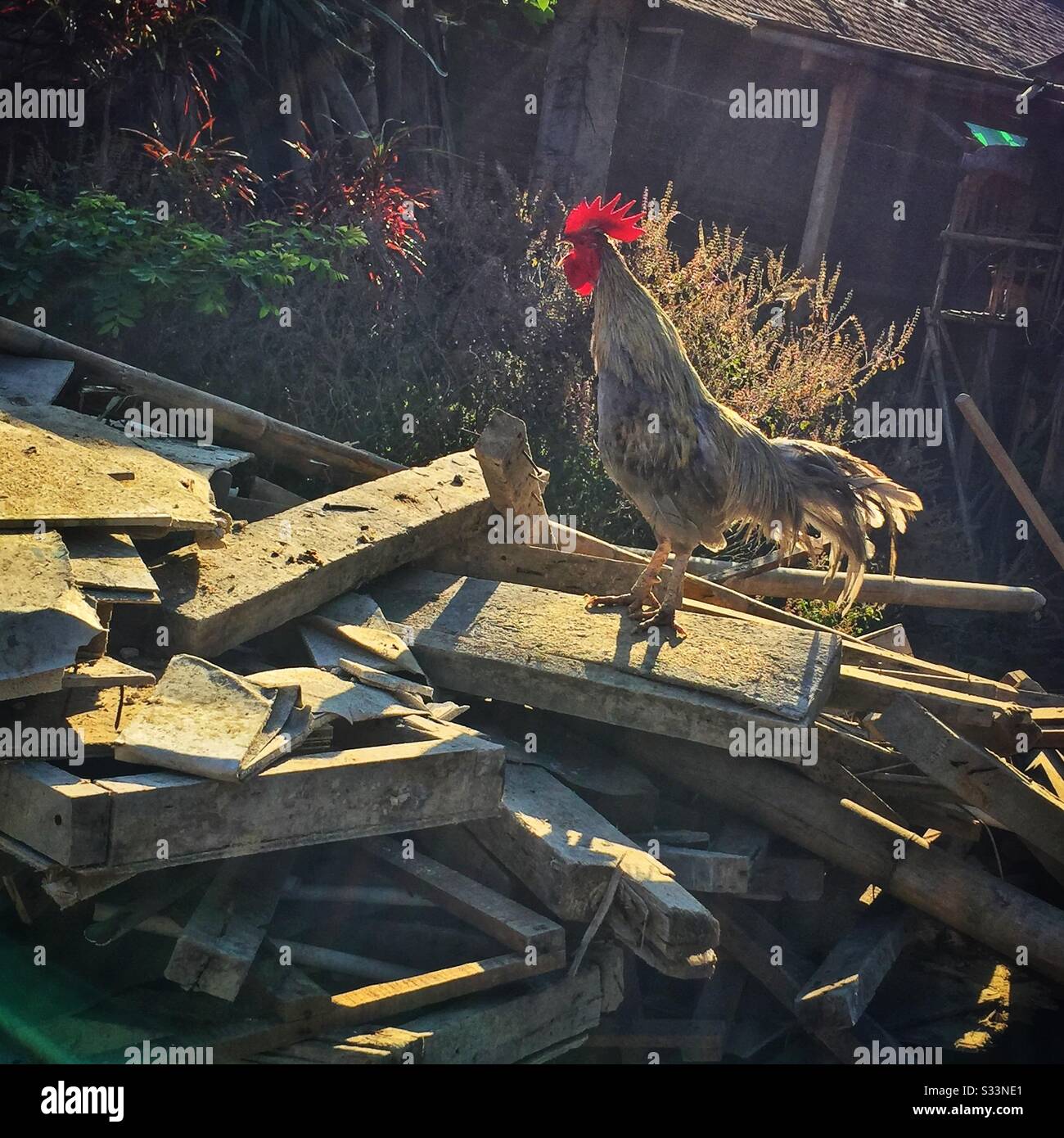 Un gallo saluta la giornata a Pantai Anom (Anom Beach), Candidasa, Bali, Indonesia - Immagine stock catturata con smartphone