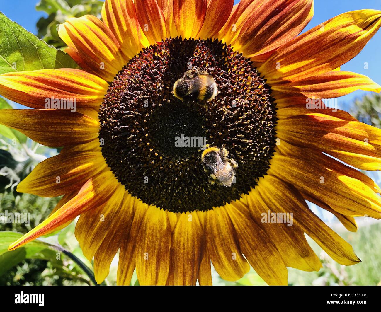 Semi di girasole e le api Foto Stock