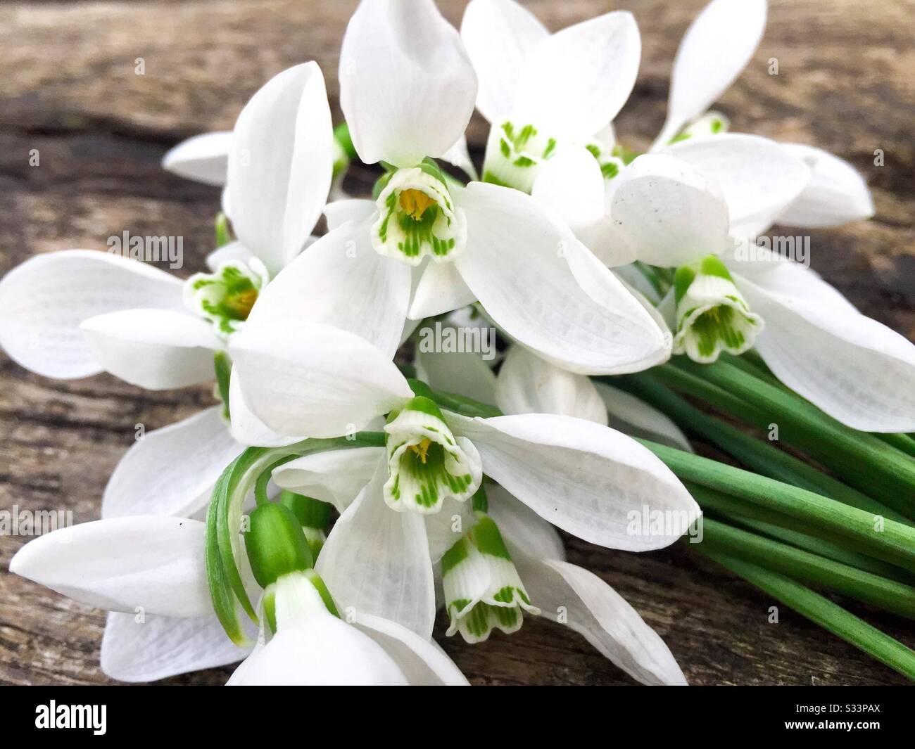 Closeup di gocce di neve su tavola rustica di legno - Immagine stock catturata con smartphone
