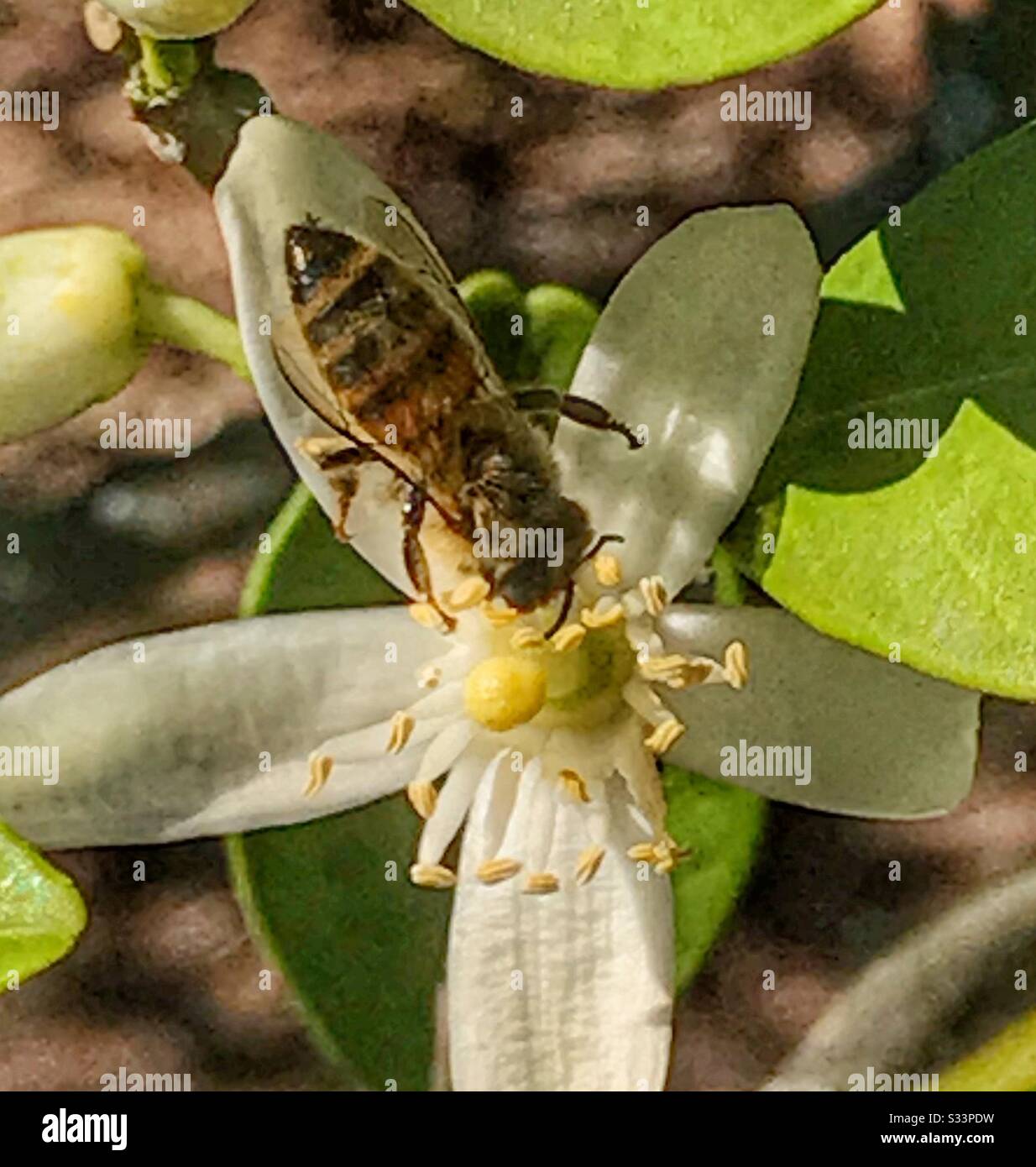 Ape del miele che raccoglie il polline da un fiore di fiori d'arancio - Immagine stock catturata con smartphone