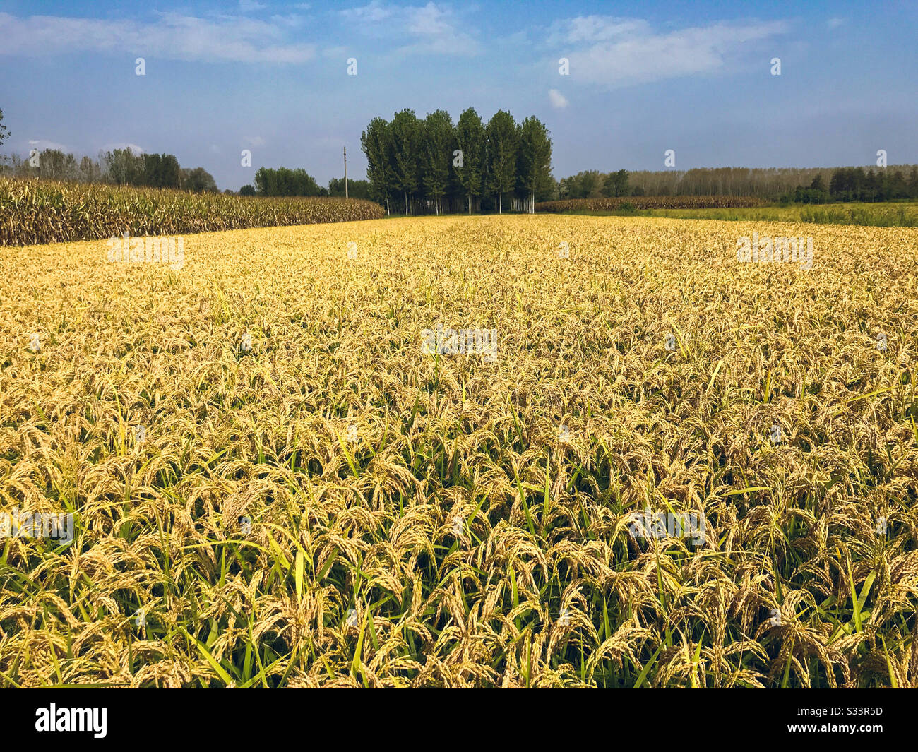 Campo angolare di riso - pronto per la raccolta - che punta in sei alberi verdi alti. - Immagine stock catturata con smartphone