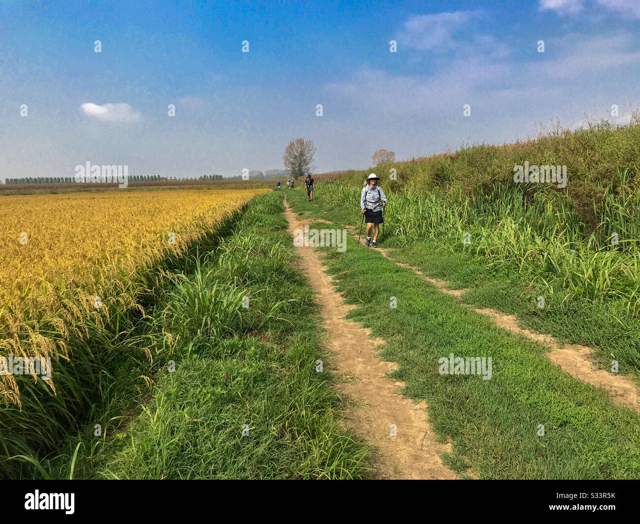 Donna escursionista camminando su un sentiero sterrato tra un campo di riso e berm verde. Gli escursionisti maschi sono sullo sfondo. Via Francigena In Italia. - Immagine stock catturata con smartphone