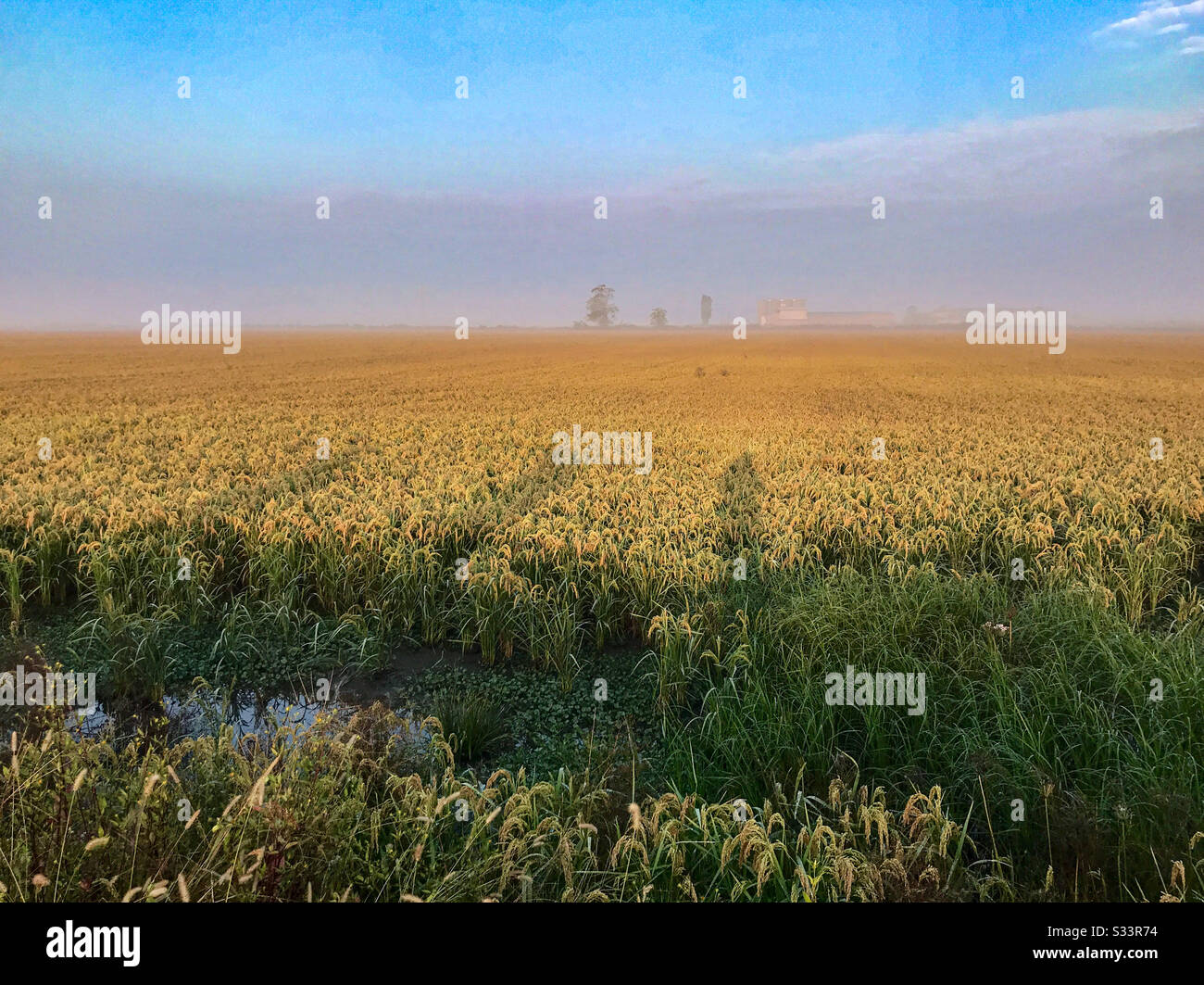 Colpo lungo di un campo di riso dorato pronto per la raccolta. Un'alba sgarbata sullo sfondo. - Immagine stock catturata con smartphone