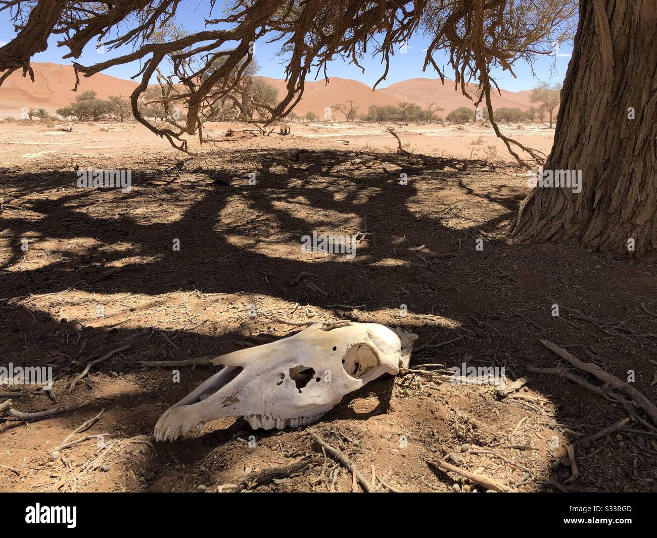 Cranio di Kudu in Namibia - Immagine stock catturata con smartphone