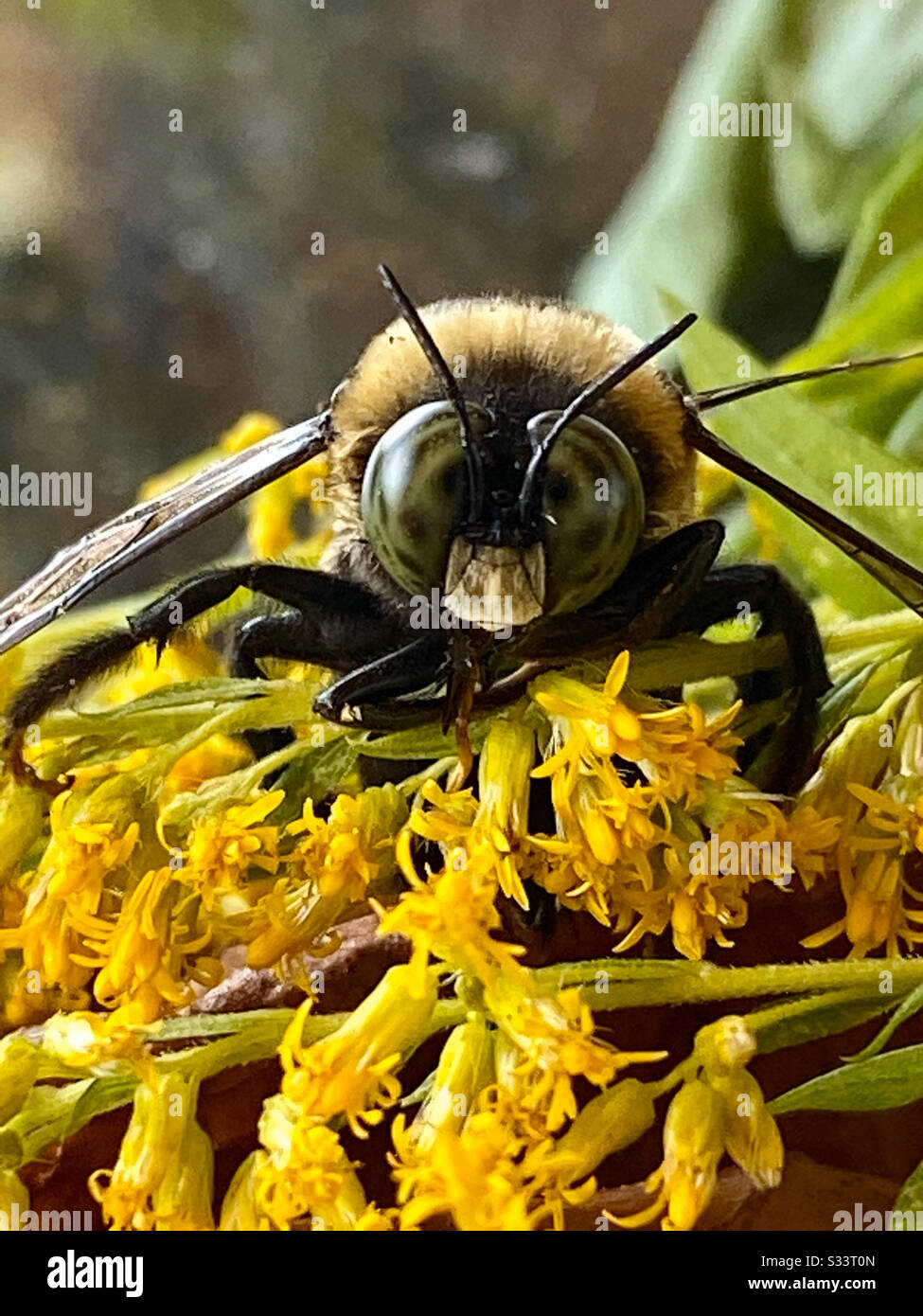 Macro degli occhi di un bumblebee - Immagine stock catturata con smartphone