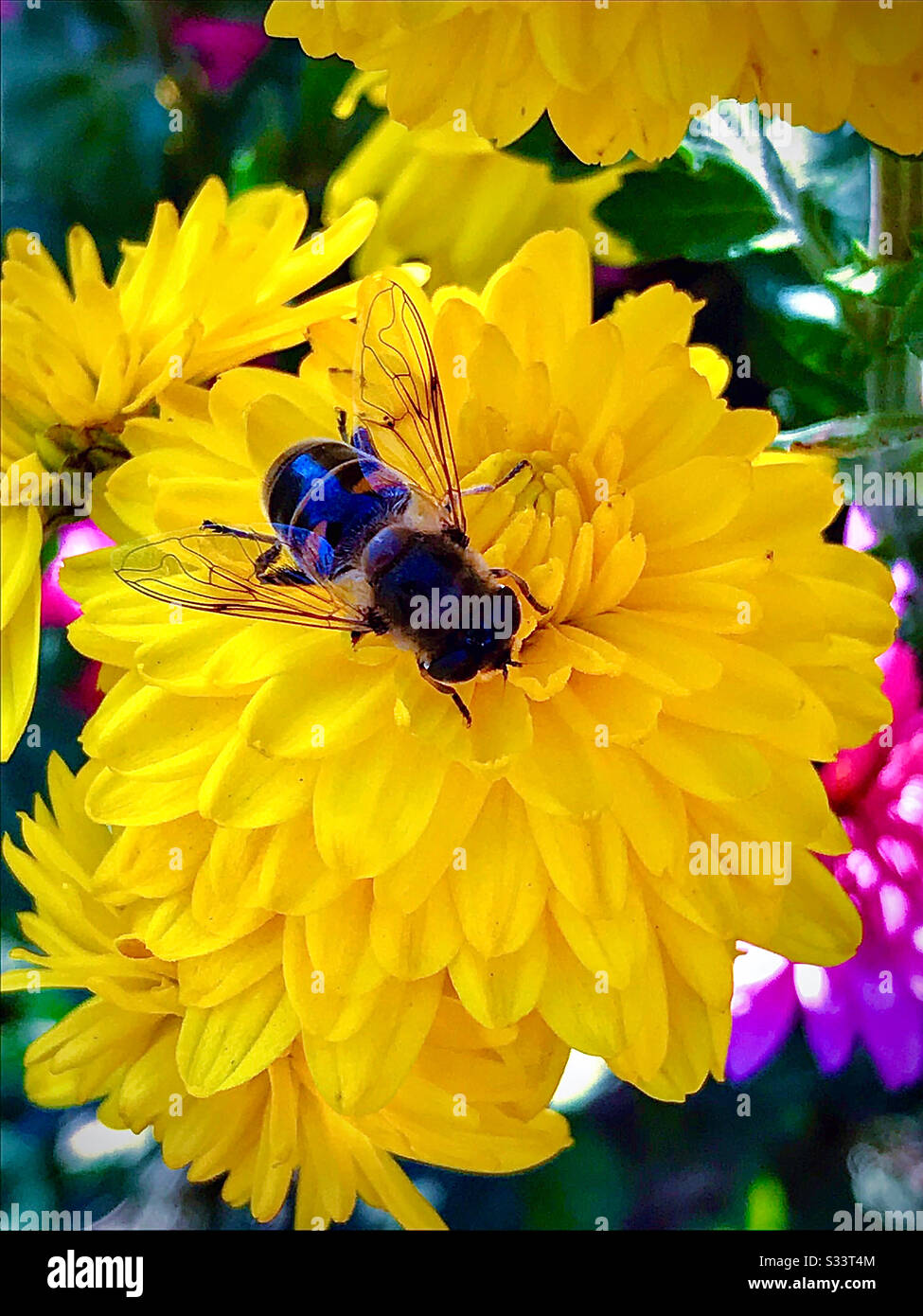 Un'ape raccoglie miele su un grande fiore giallo. Foto Stock