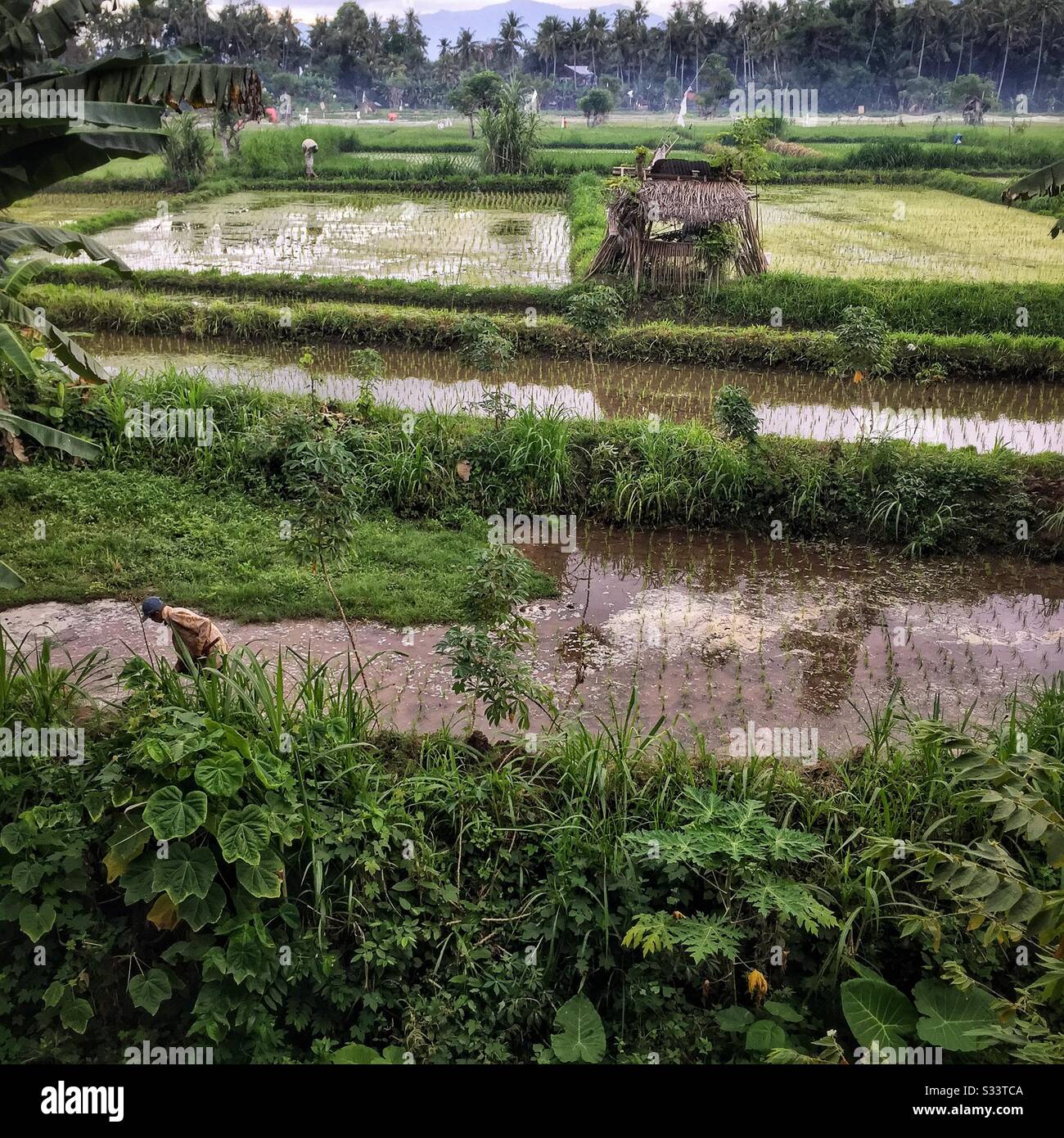 Risaie, Candidasa, Bali, Indonesia - Immagine stock catturata con smartphone