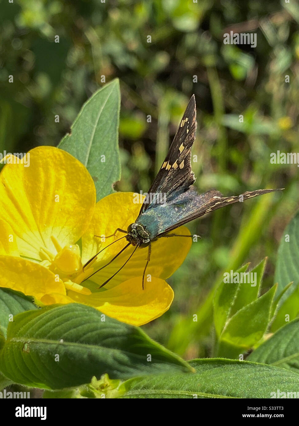 Macro di una farfalla lunga coda skipper su fiori selvatici giallo Foto Stock