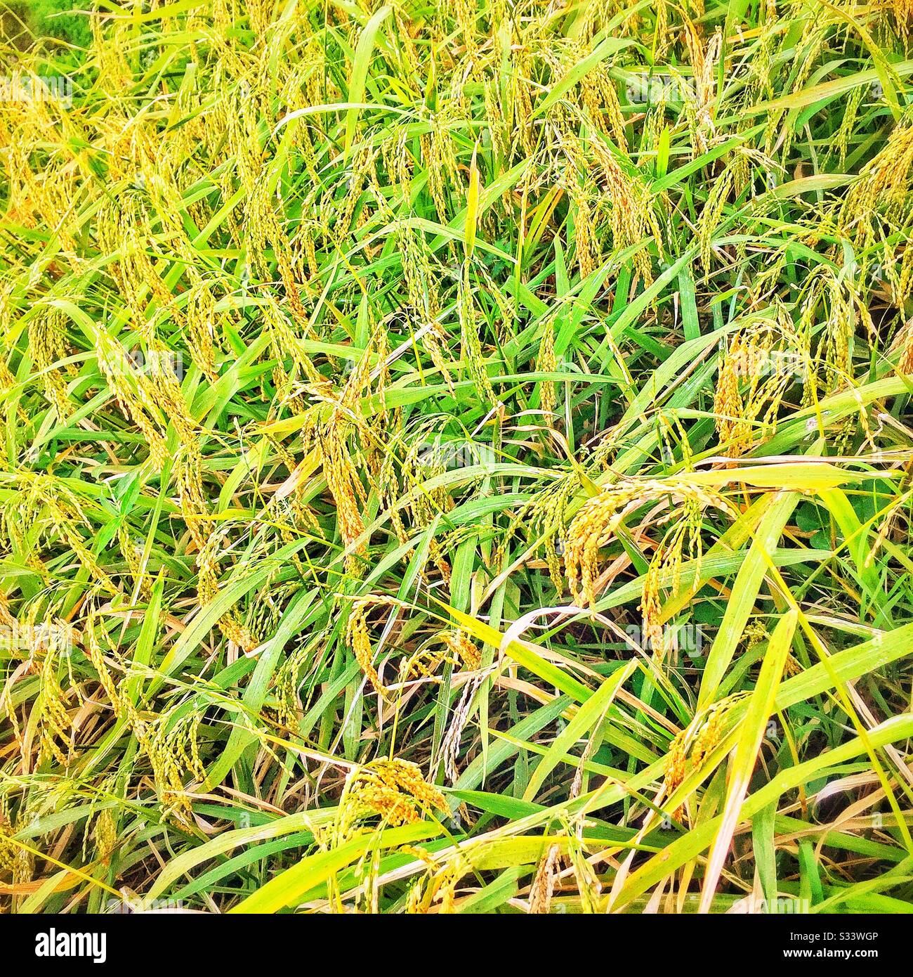 Riso pronto per la raccolta, Tegallalang Rice Terrace area turistica, Bali, Indonesia - Immagine stock catturata con smartphone
