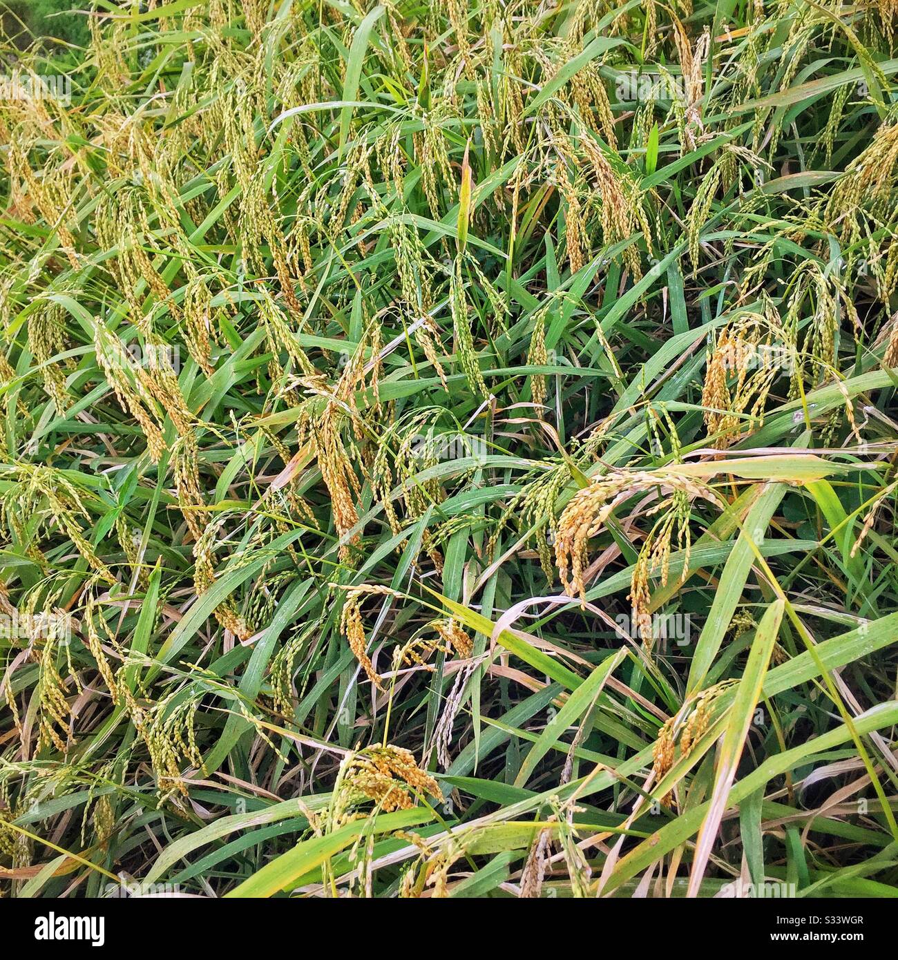 Riso pronto per la raccolta, Tegallalang Rice Terrace area turistica, Bali, Indonesia - Immagine stock catturata con smartphone