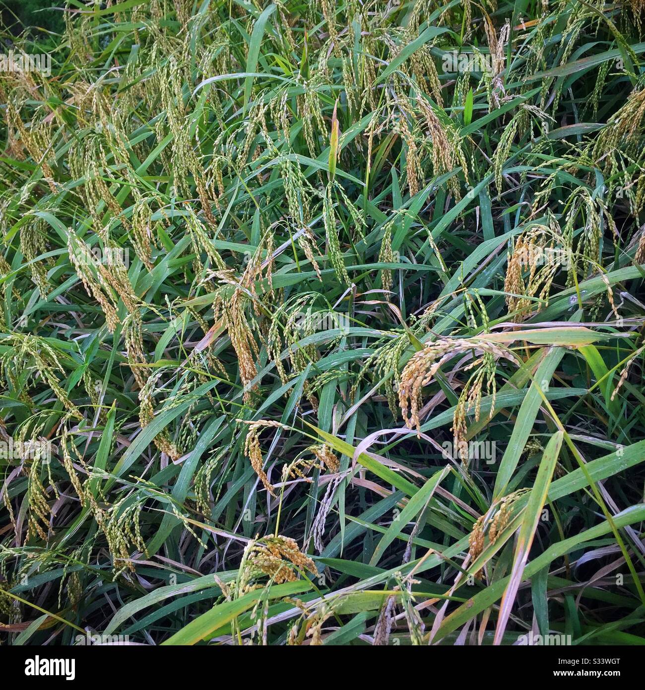 Riso pronto per la raccolta, Tegallalang Rice Terrace area turistica, Bali, Indonesia - Immagine stock catturata con smartphone
