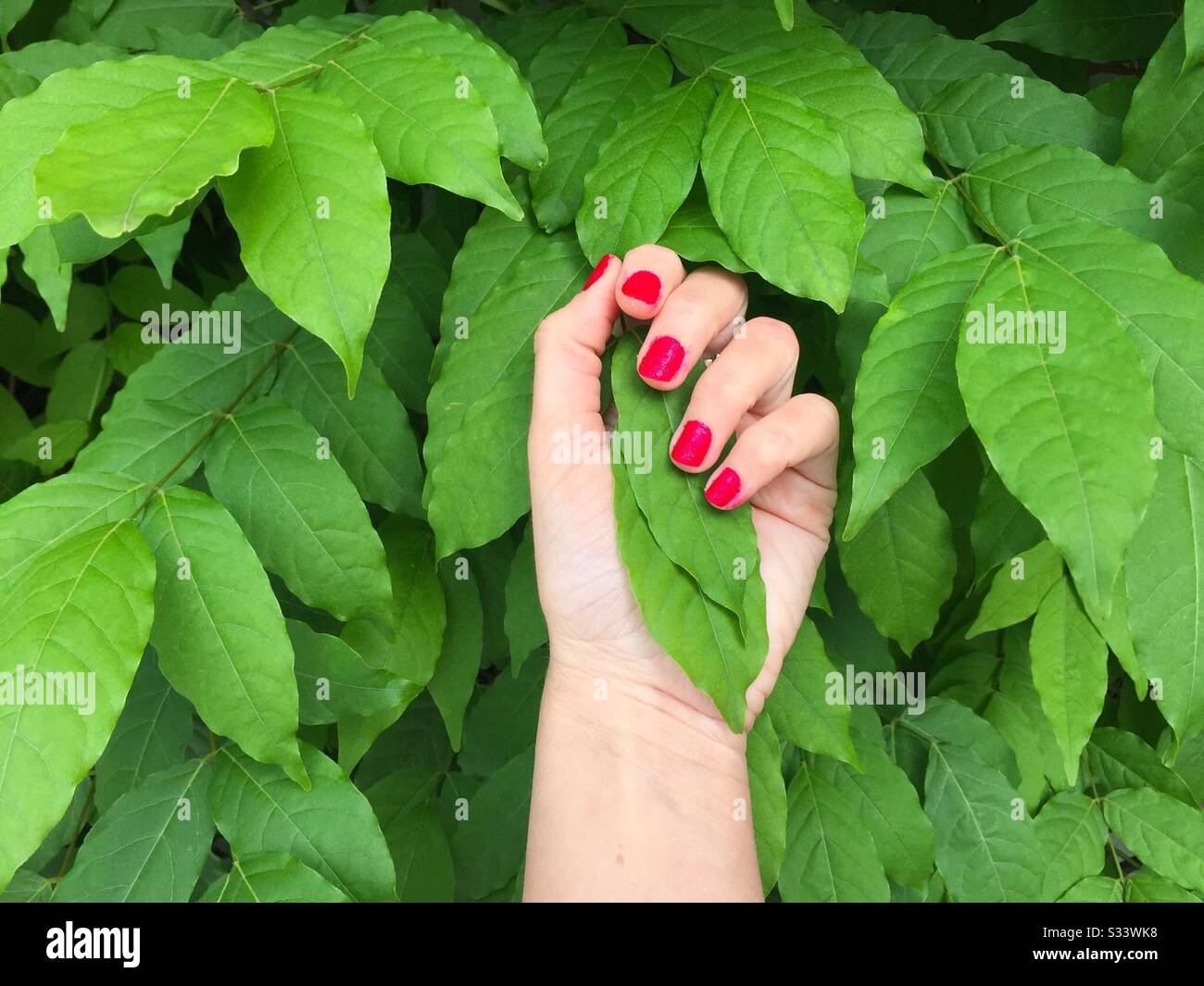 La mano della donna con chiodi rossi contro la parete di foglie verdi naturali Foto Stock