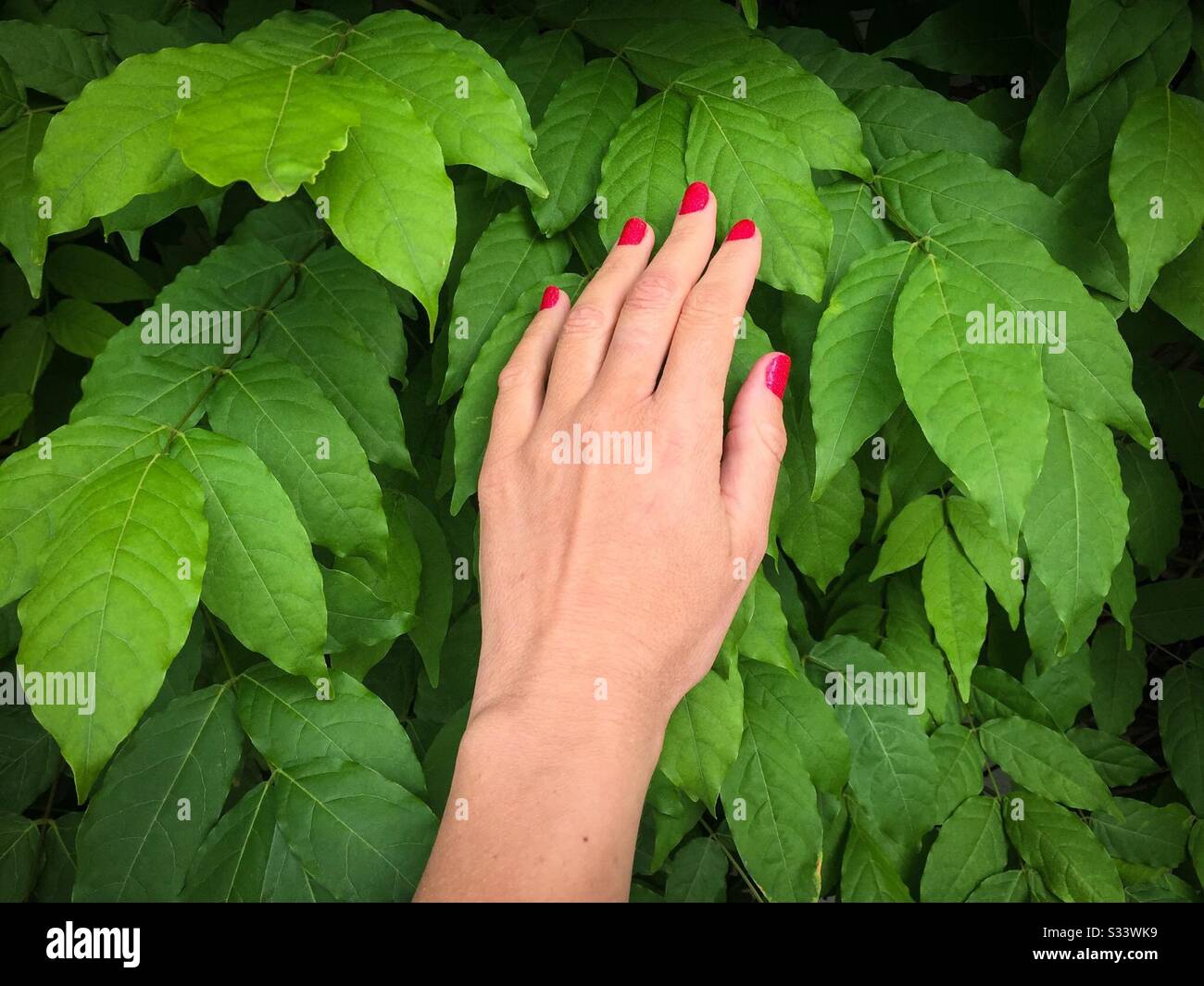 La mano della donna con chiodi rossi contro la parete di foglie verdi naturali Foto Stock